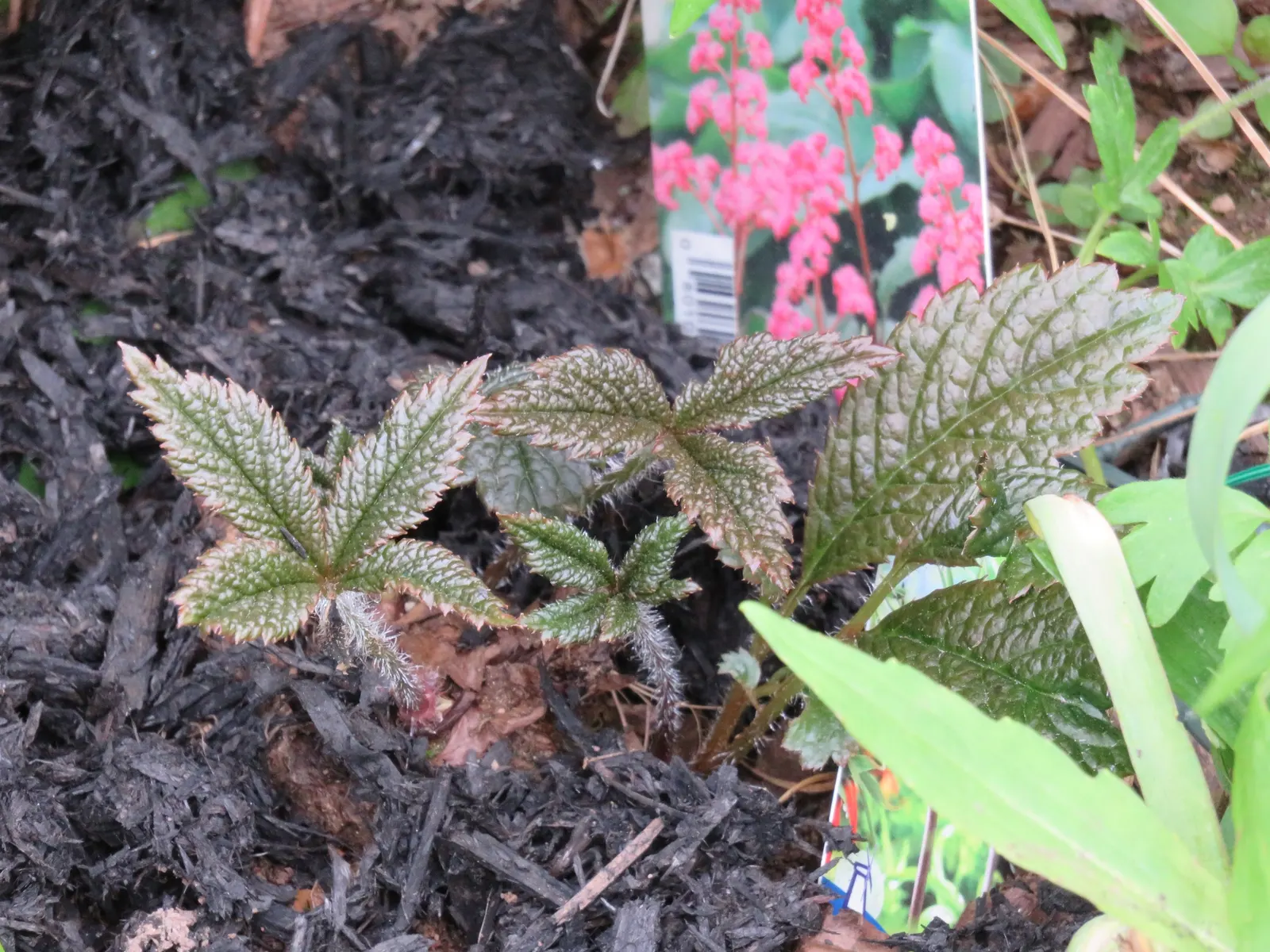 Rodgersia (Rodgersia 'Bronze Peacock') — statuesque foliage that emanates from a central clump