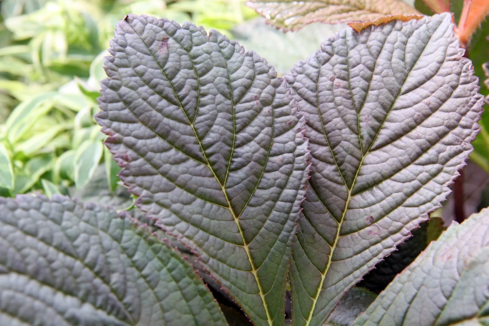 Rodgersia (Rodgersia 'Bronze Peacock') — on stems that may rise 2 to 3 feet above the foliage