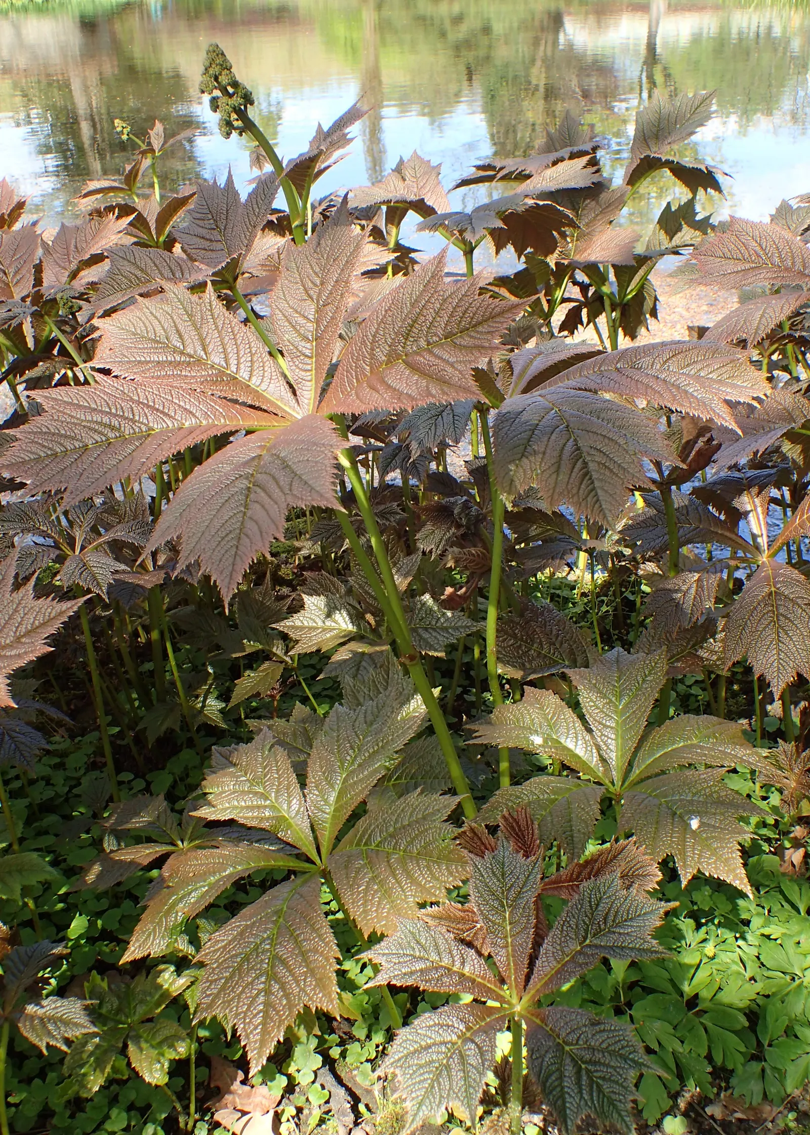 Rodgersia (Rodgersia 'Bronze Peacock') — In midsummer, it flaunts creamy-pink, feathery flower spikes above the foliage