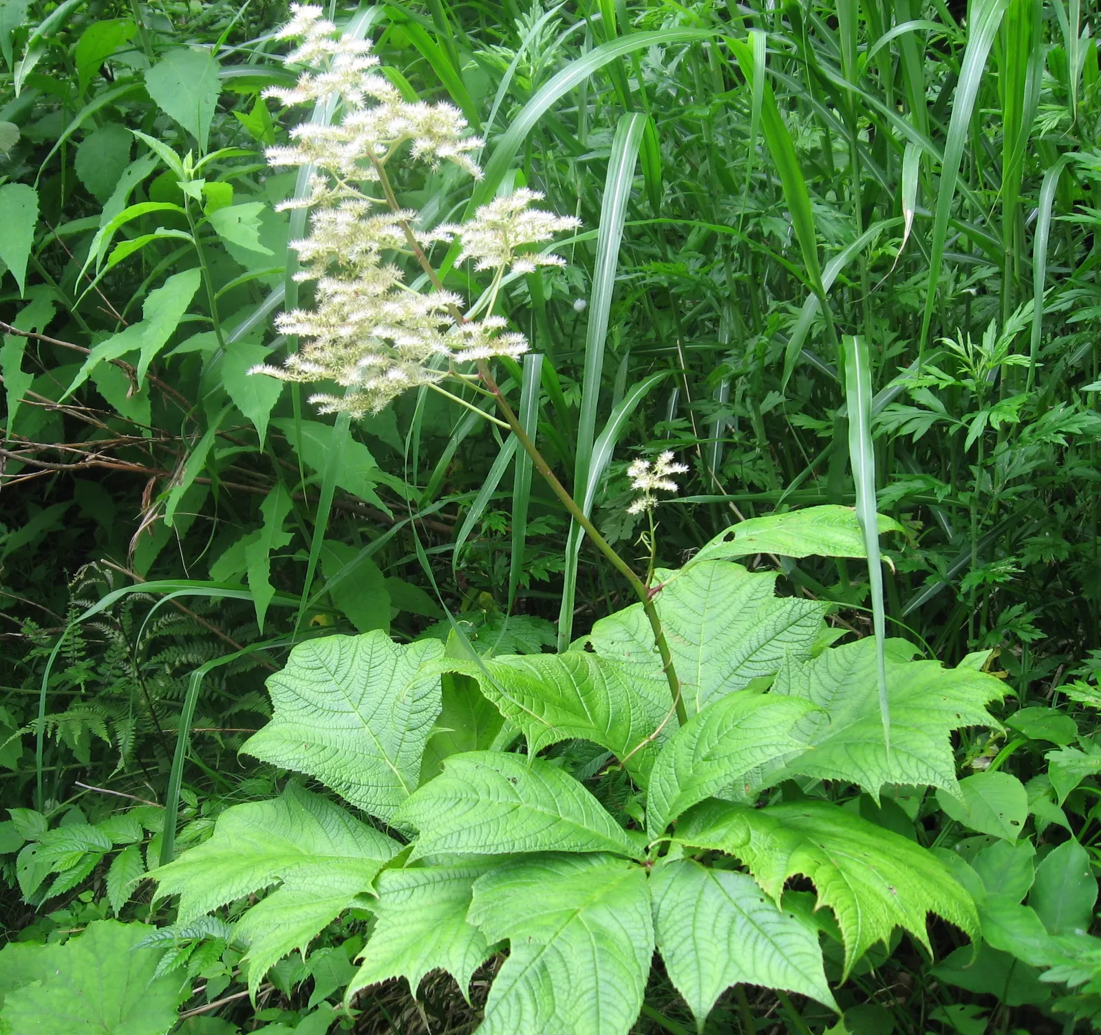 Rodgersia (Rodgersia 'Bronze Peacock') — making it an adaptable feature for both small and large-scale plantings; its dense clumps reach up to 3 feet in height