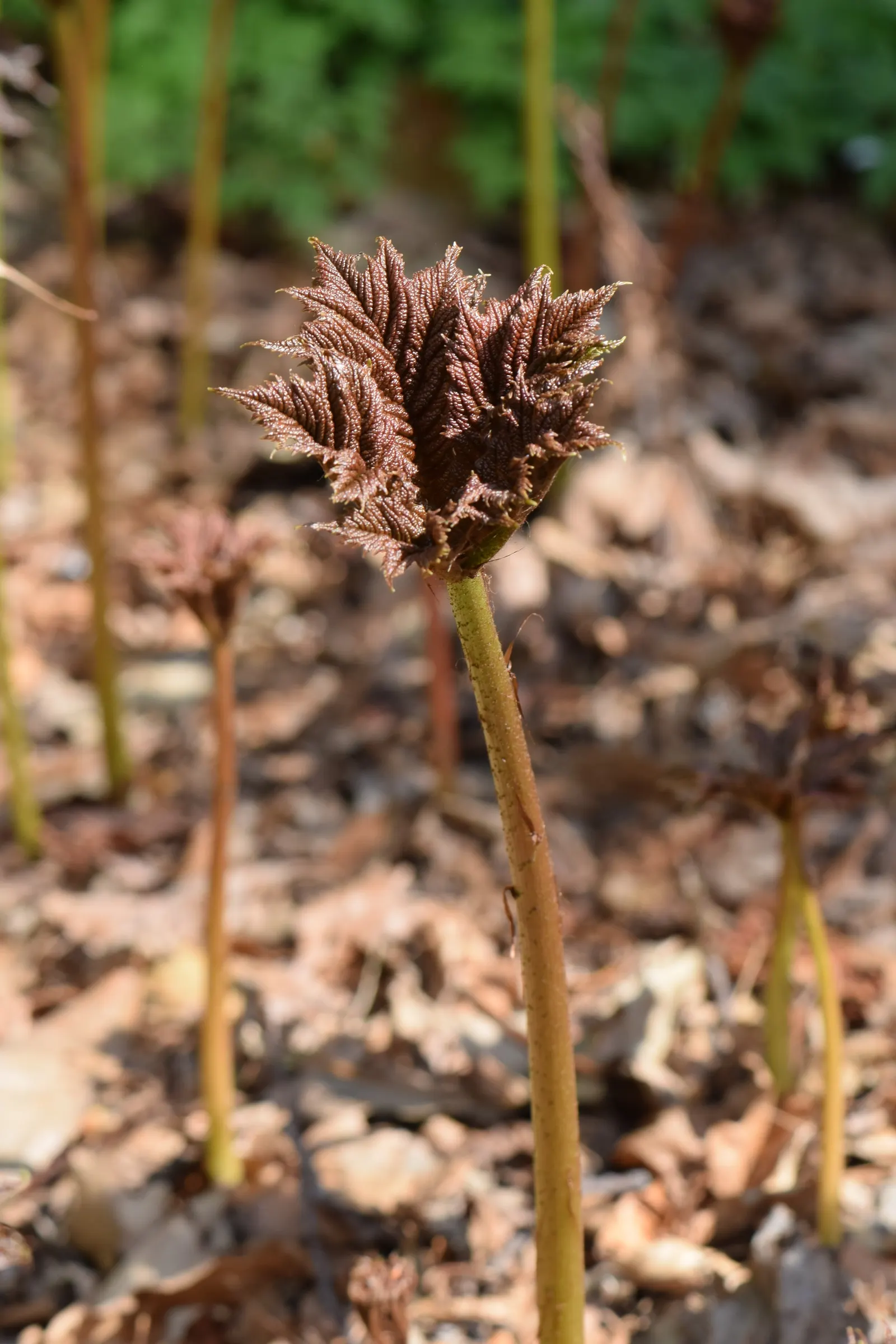 Rodgersia (Rodgersia 'Bronze Peacock') — palmately-compound leaves