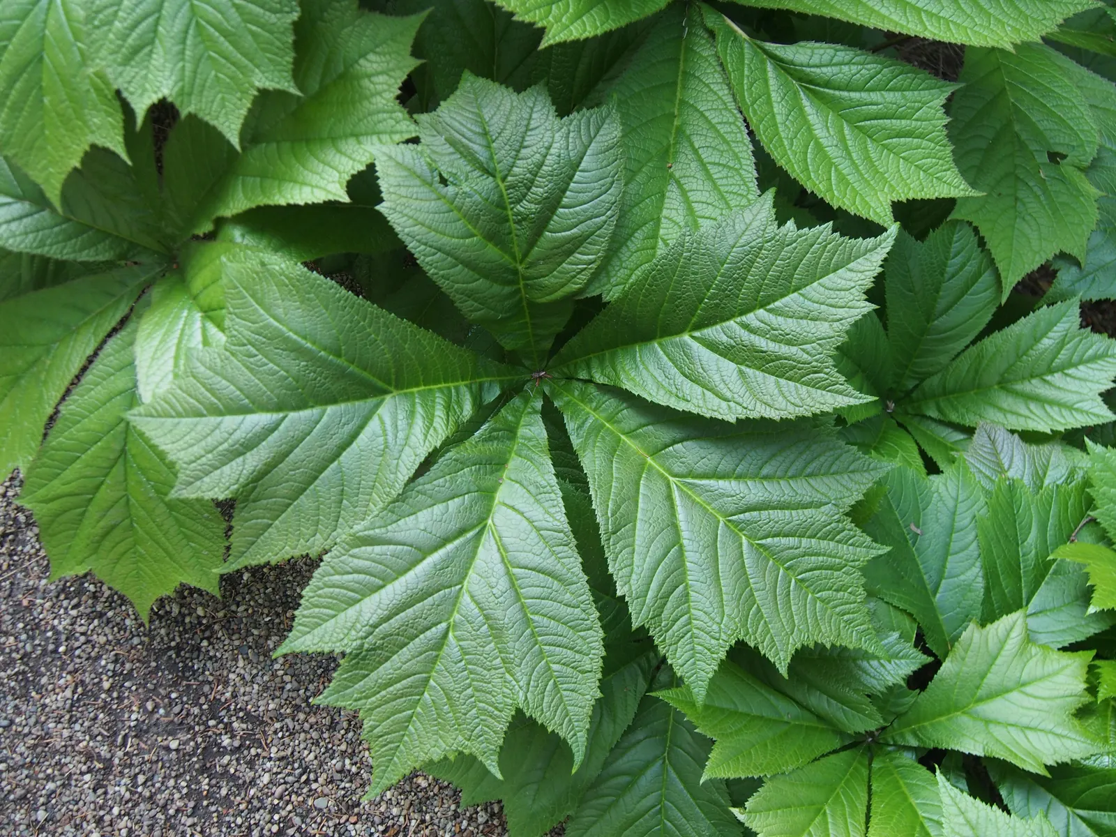Rodgersia (Rodgersia 'Bronze Peacock') — textured foliage that emerges an alluring bronze-red
