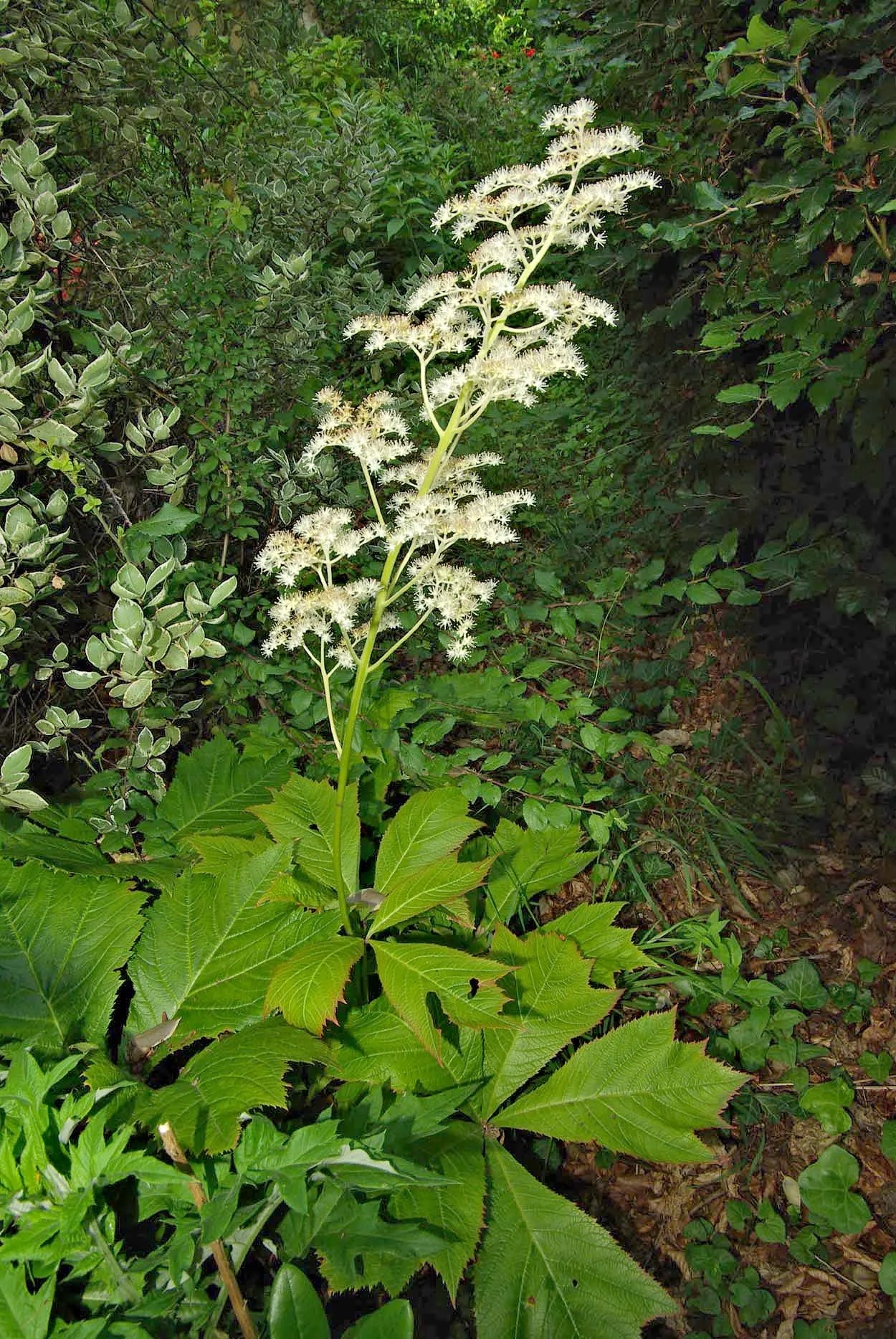 Rodgersia (Rodgersia 'Bronze Peacock') — making it an excellent choice for woodland gardens or shaded borders