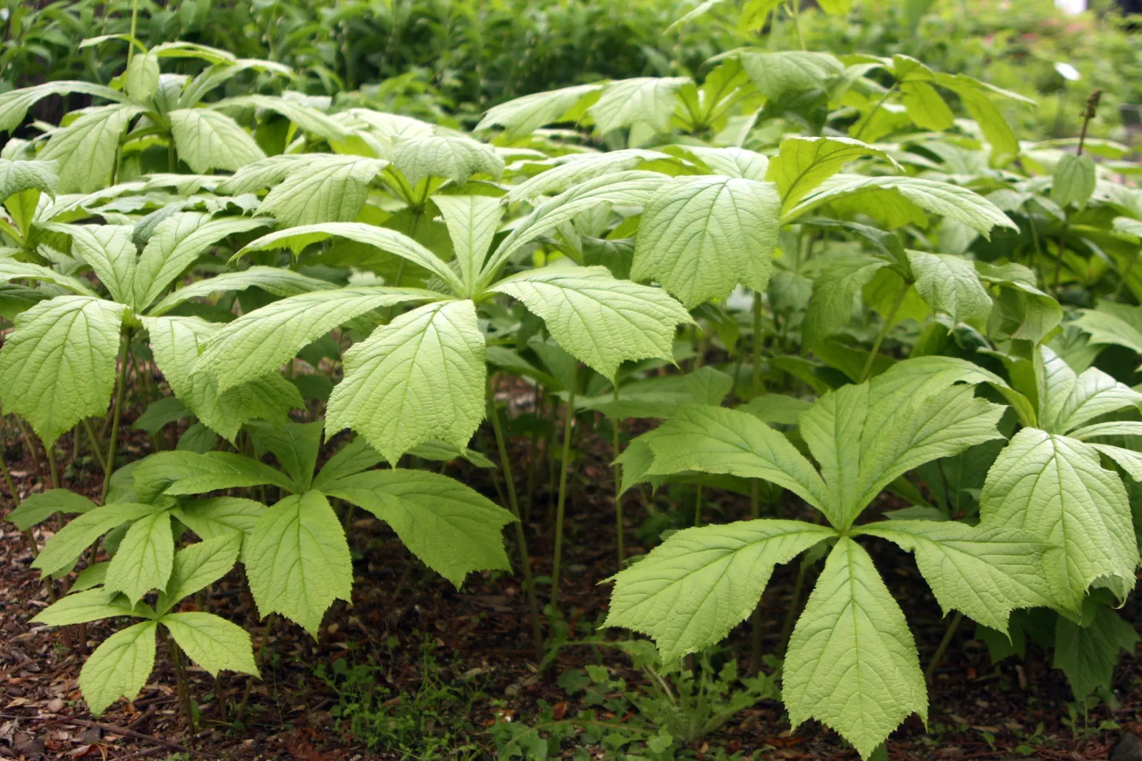 Rodgersia (Rodgersia 'Bronze Peacock') — emerge in a dramatic bronze hue in spring
