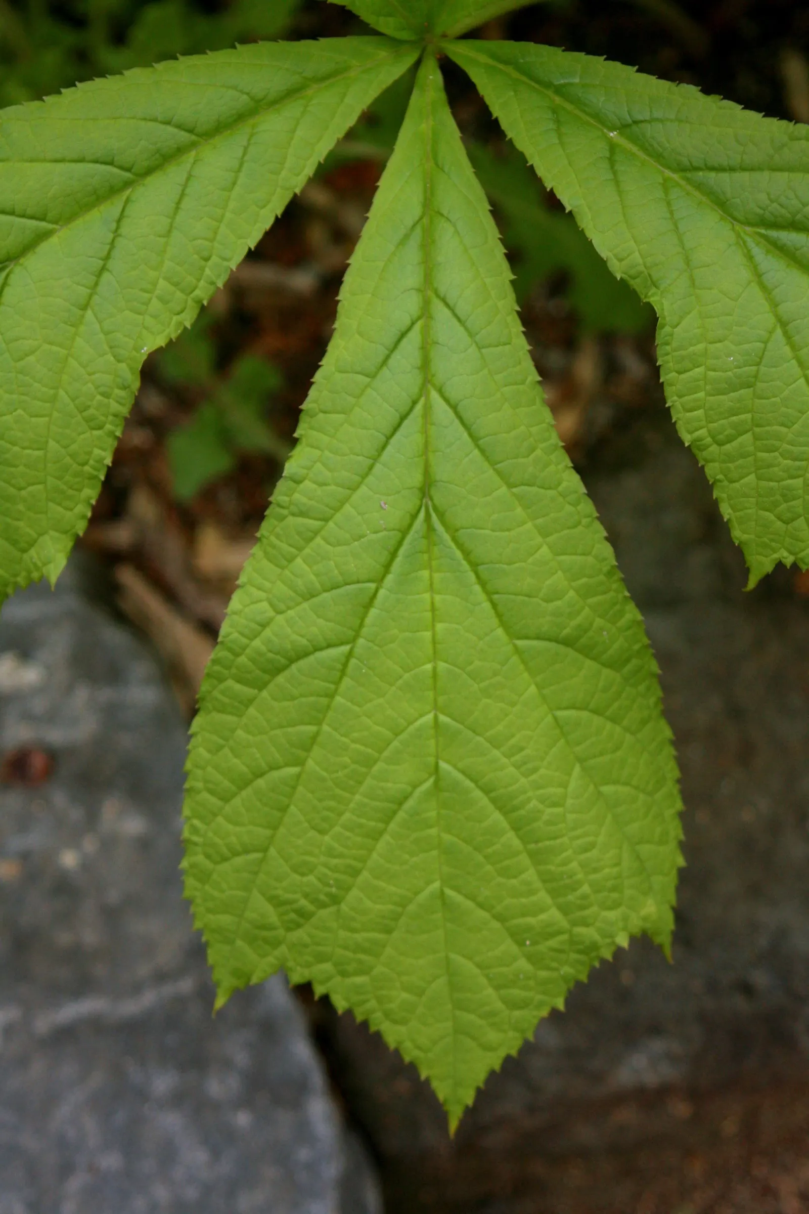 Rodgersia (Rodgersia 'Bronze Peacock') — gradually maturing to a deep green with a metallic sheen.<br><br>One of the more compact Rodgersia varieties