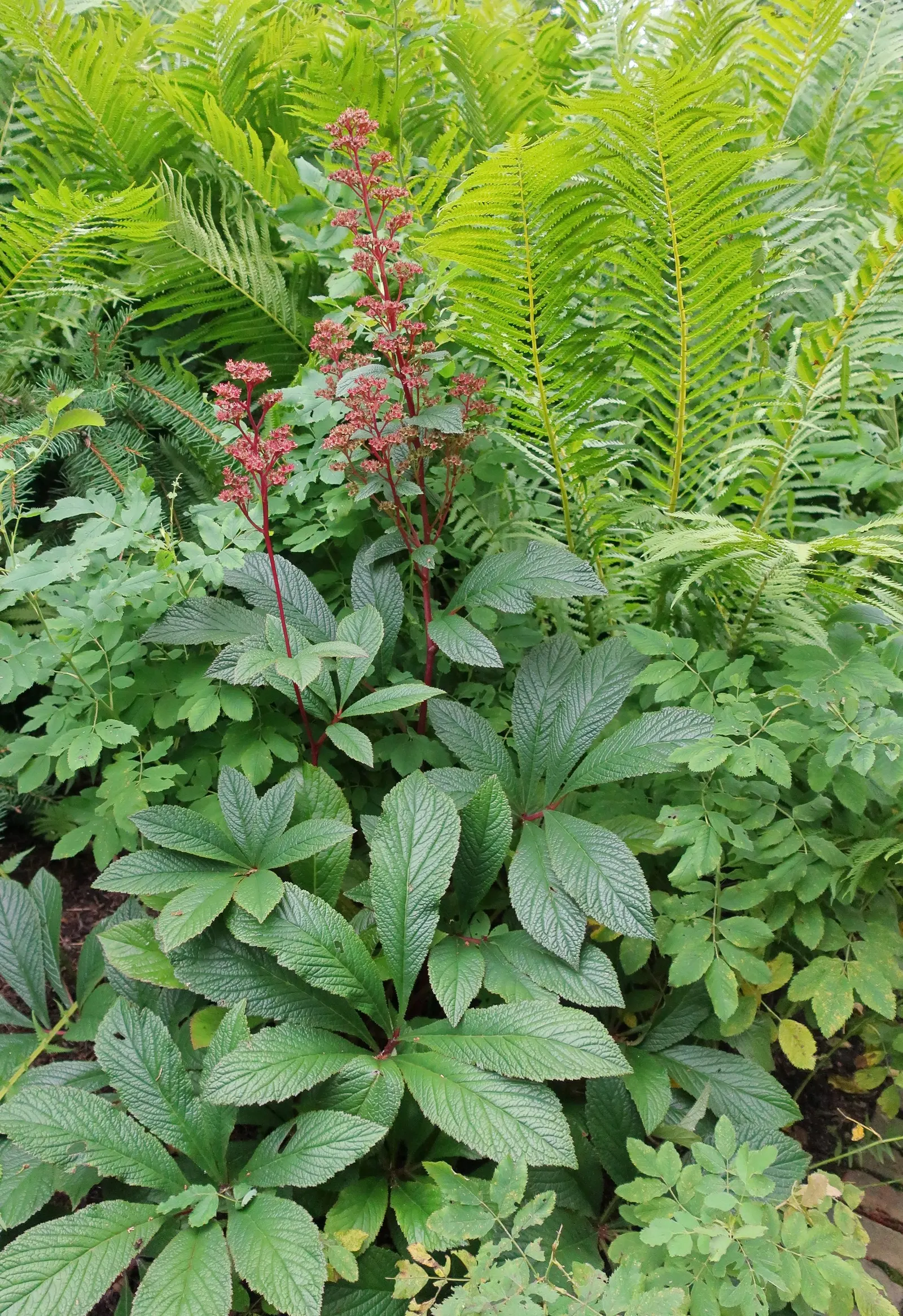 Rodgersia (Rodgersia 'Bronze Peacock') — emerge in a dramatic bronze hue in spring; this plant introduces an exotic texture to any design