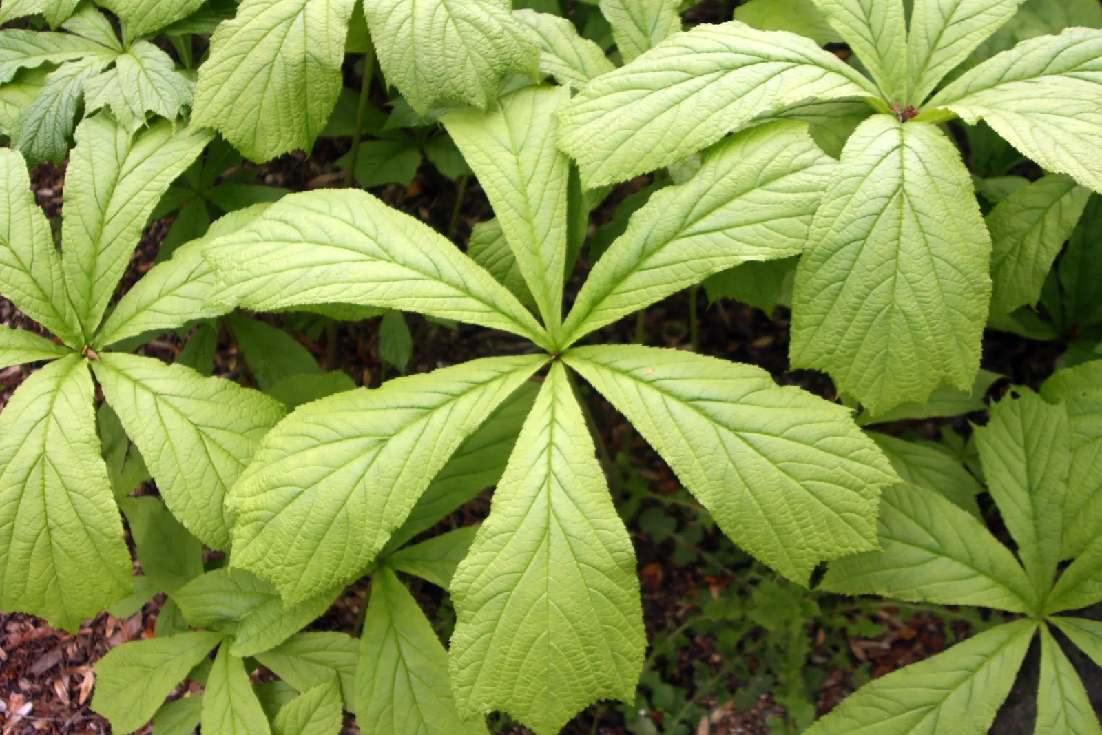 Rodgersia (Rodgersia 'Bronze Peacock') — 'Bronze Peacock' typically grows to about 18 to 24 inches in height