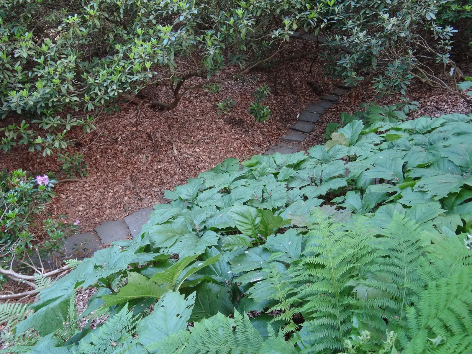 Rodgersia (Rodgersia 'Bronze Peacock') — gradually maturing to a deep green with a metallic sheen.<br><br>One of the more compact Rodgersia varieties; 'Bronze