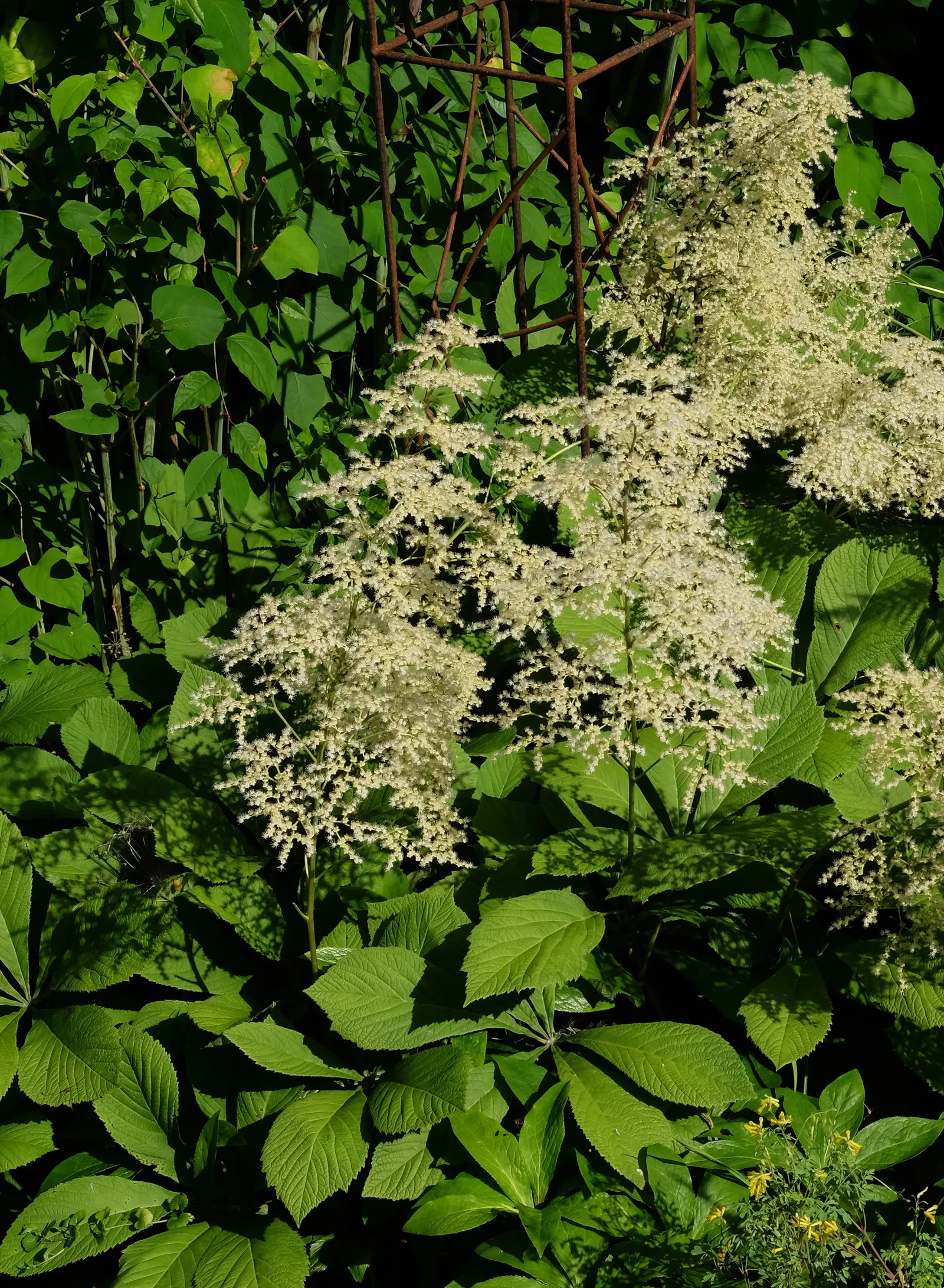 Rodgersia (Rodgersia 'Bronze Peacock') — Its exceptional resistance to pests and diseases