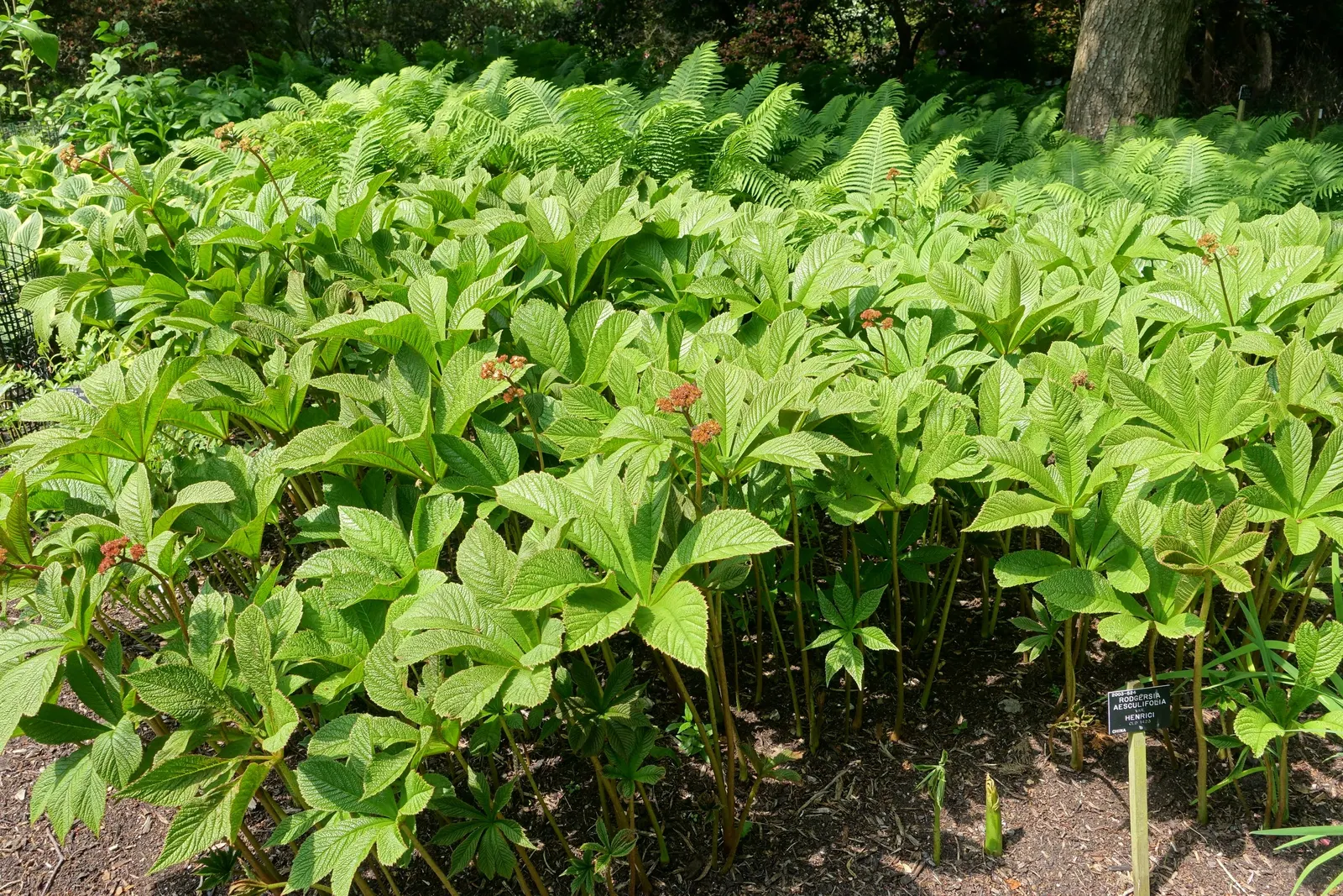 Rodgersia (Rodgersia 'Bronze Peacock') — making it an adaptable feature for both small and large-scale plantings