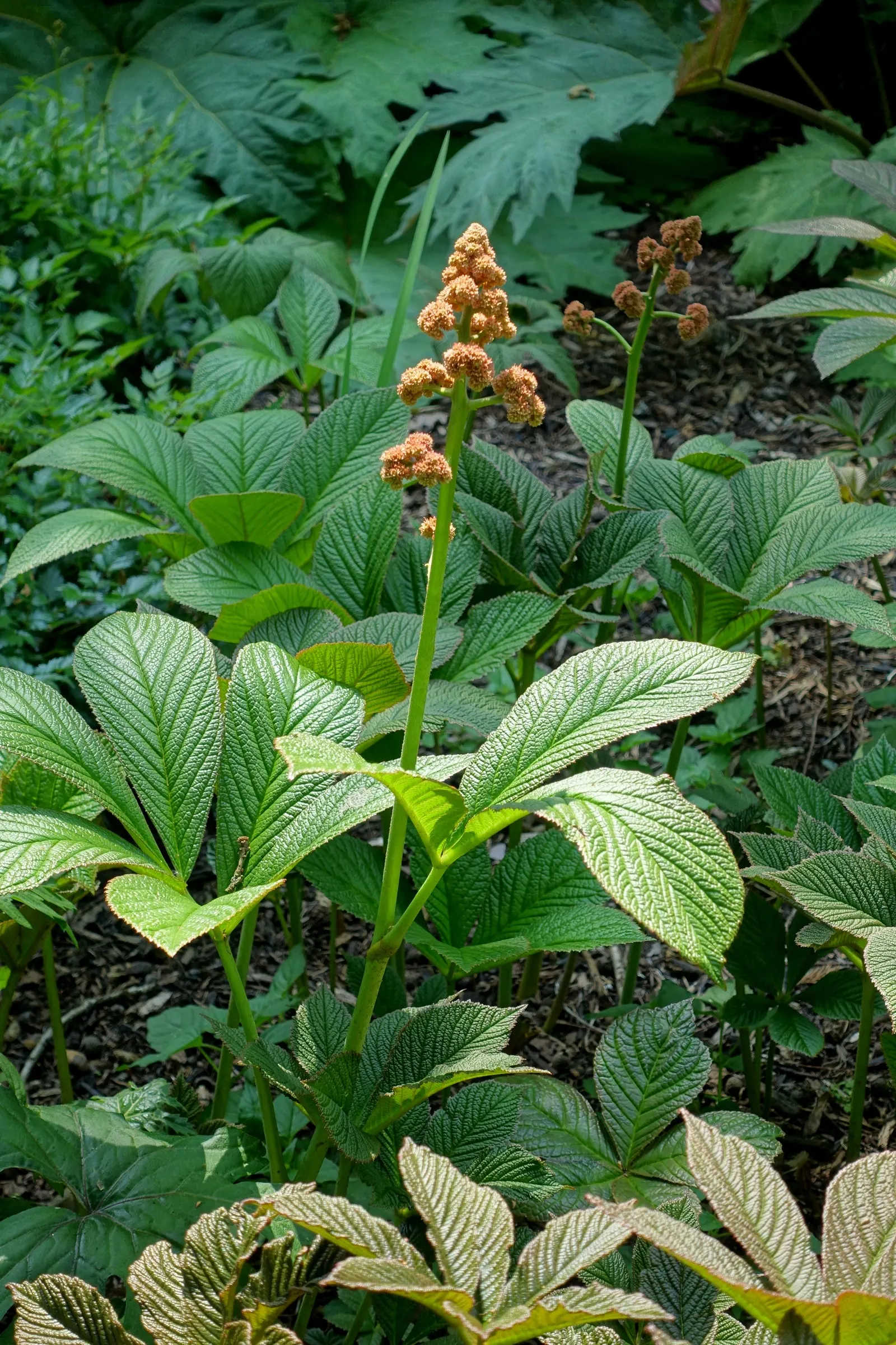 Rodgersia (Rodgersia 'Bronze Peacock') — Its dense clumps reach up to 3 feet in height and can span up to 2.5 feet wide; making it an adaptable feature for