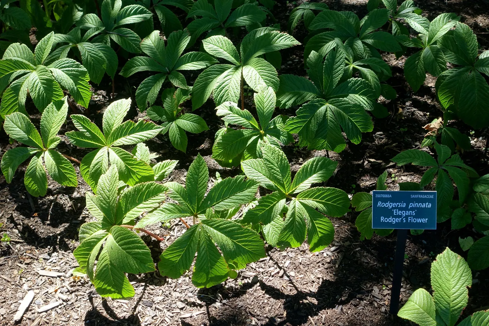 Rodgersia (Rodgersia 'Bronze Peacock') — pink flowers in the garden