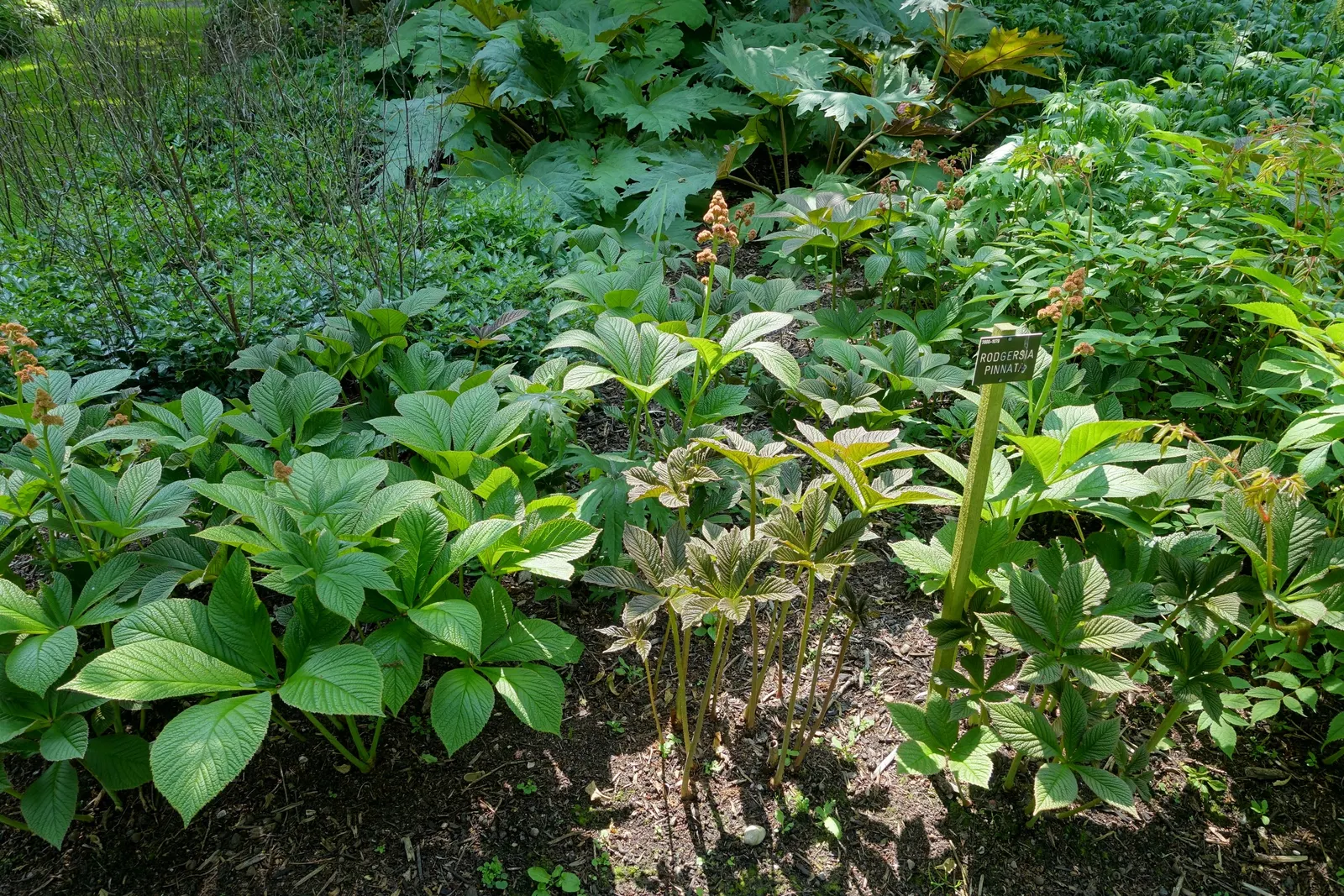 Rodgersia (Rodgersia 'Bronze Peacock') — textured foliage that emerges an alluring bronze-red; statuesque foliage that emanates from a central clump