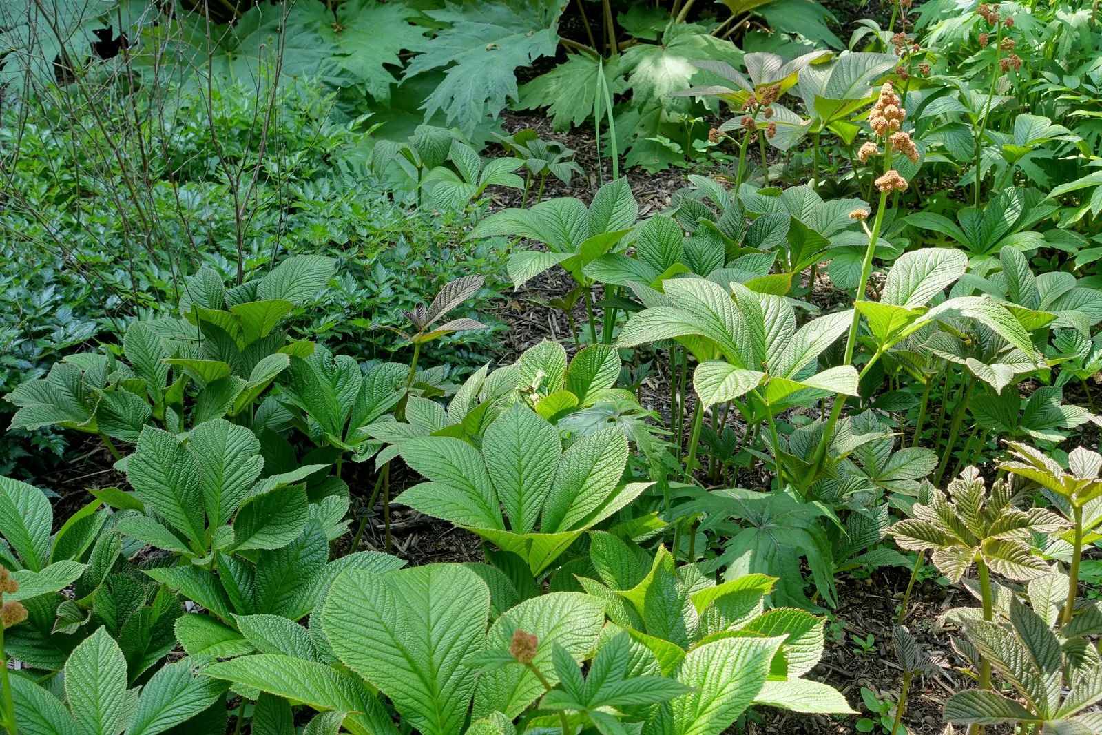 Rodgersia (Rodgersia 'Bronze Peacock') — perennial with pink blooms