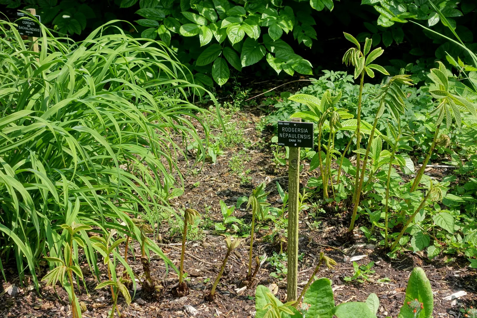Rodgersia (Rodgersia 'Bronze Peacock') — is a choice specimen for adding both architectural form and resilient; making it an excellent choice for woodland