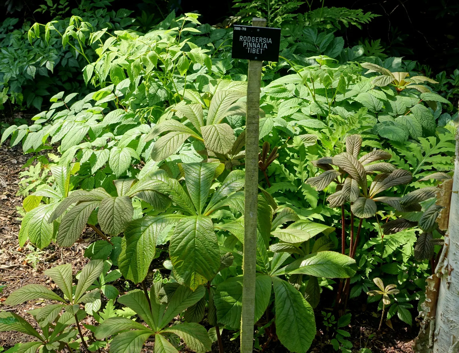Rodgersia (Rodgersia 'Bronze Peacock') — Rodgersia 'Bronze Peacock' shows best performance in USDA Hardiness Zones 5 through 7