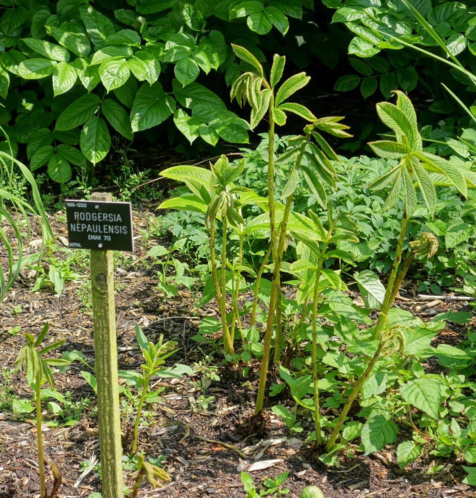 Rodgersia (Rodgersia 'Bronze Peacock') — combined with minimal maintenance requirements