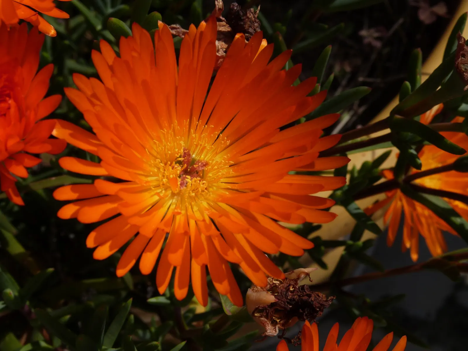 Orange Ice Plant (Lampranthus Aurantiacus) — Blooms appear predominantly in spring and early summer