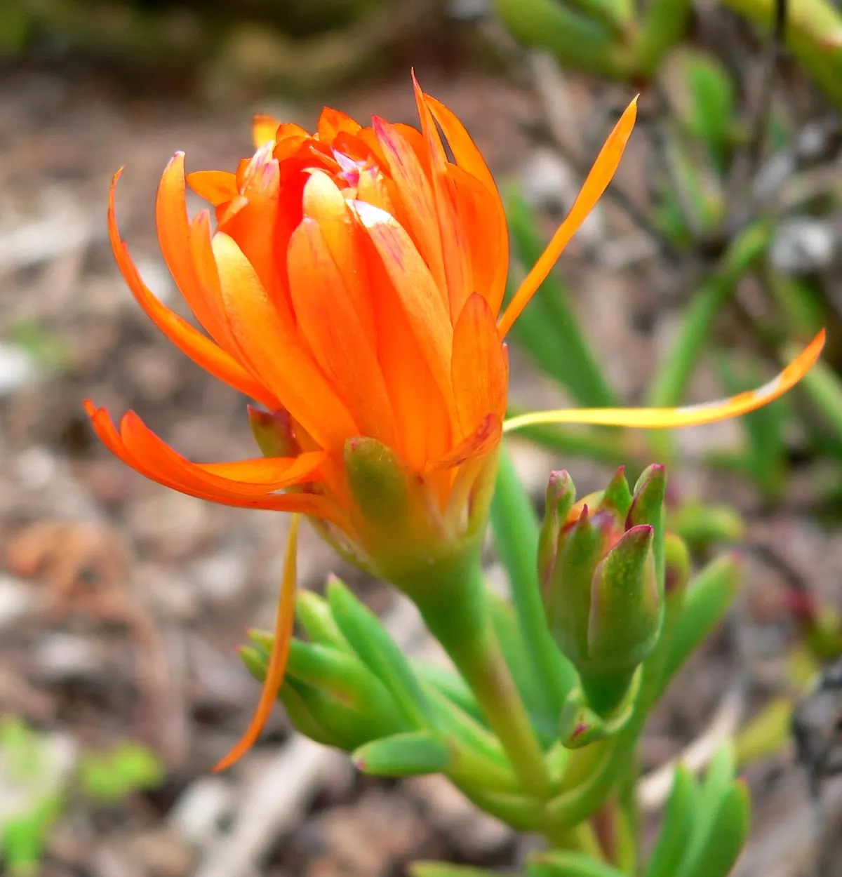 Orange Ice Plant (Lampranthus Aurantiacus) — each measuring around 2 inches across