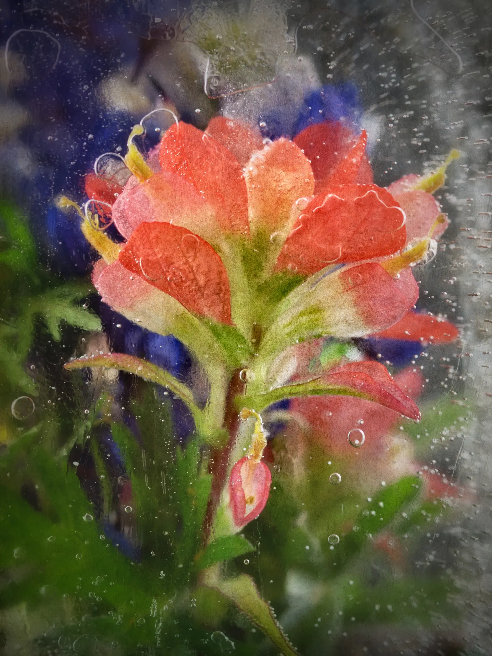 Orange Ice Plant (Lampranthus Aurantiacus) — which reach approximately 2 to 4 inches in length
