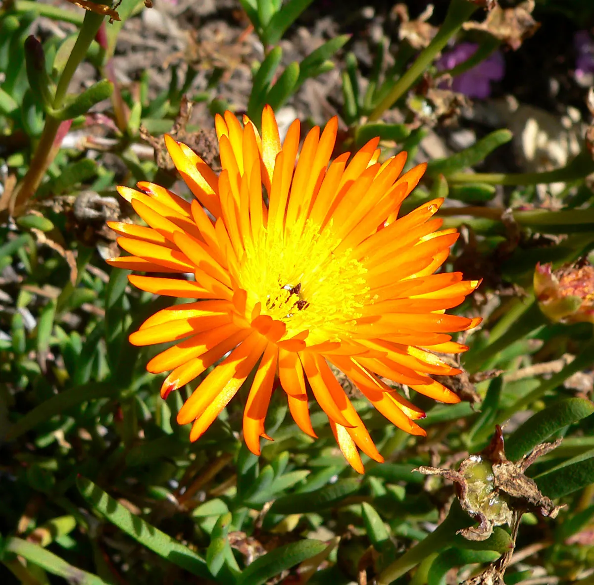 Orange Ice Plant (Lampranthus Aurantiacus) — The blooms are noteworthy