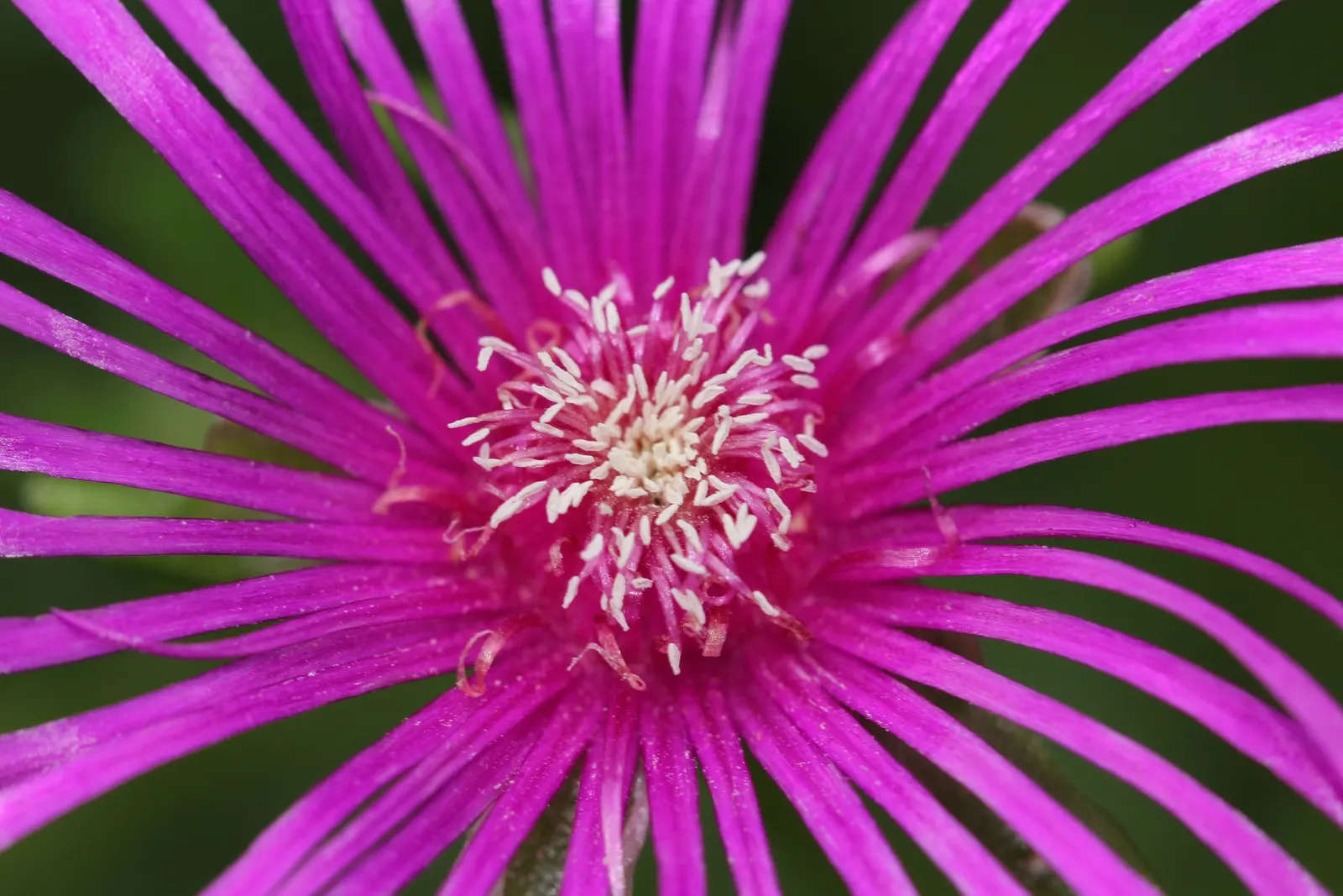 Orange Ice Plant (Lampranthus Aurantiacus) — geometrically shaped green leaves