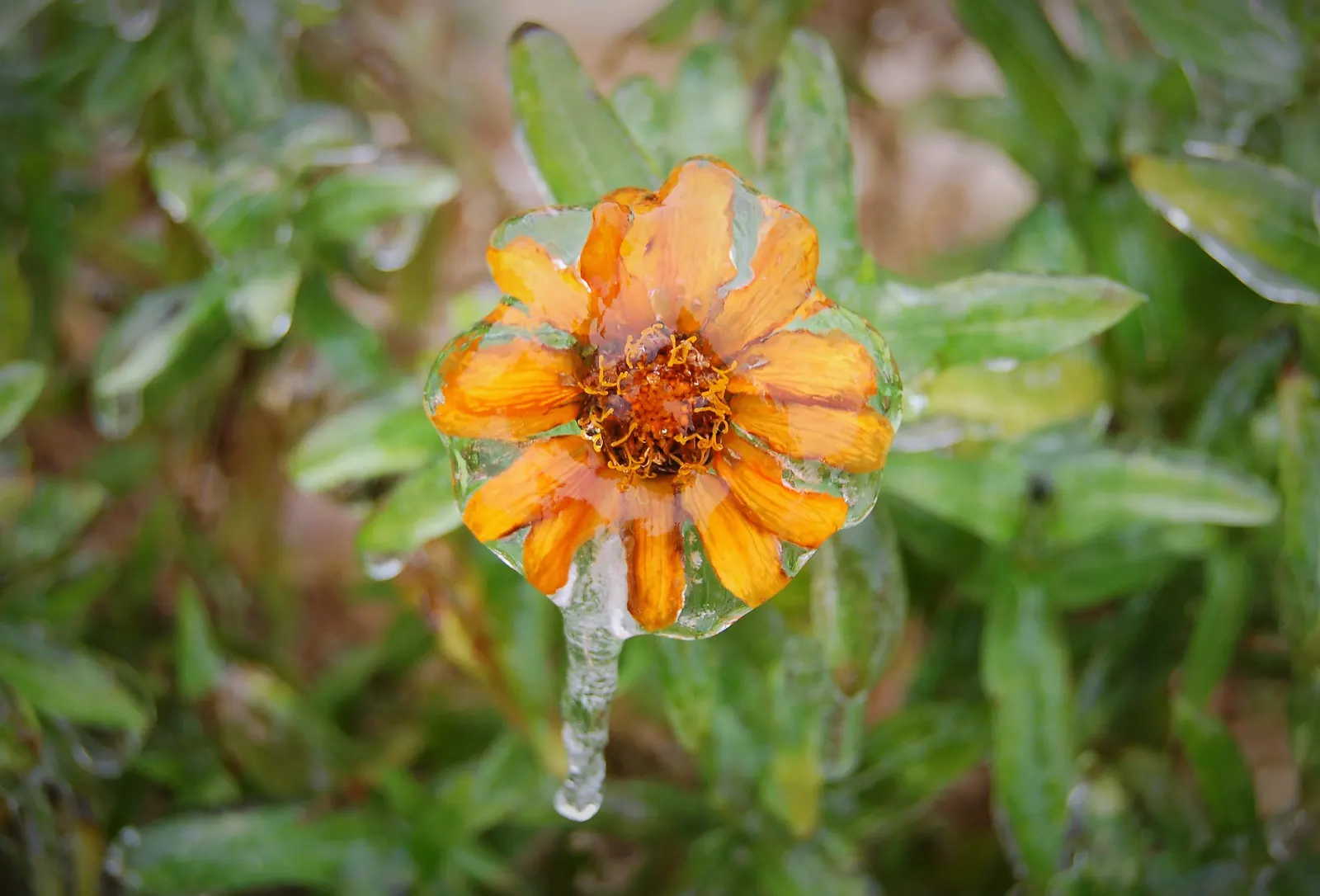 Orange Ice Plant (Lampranthus Aurantiacus) — commonly referred to as the Orange Ice Plant