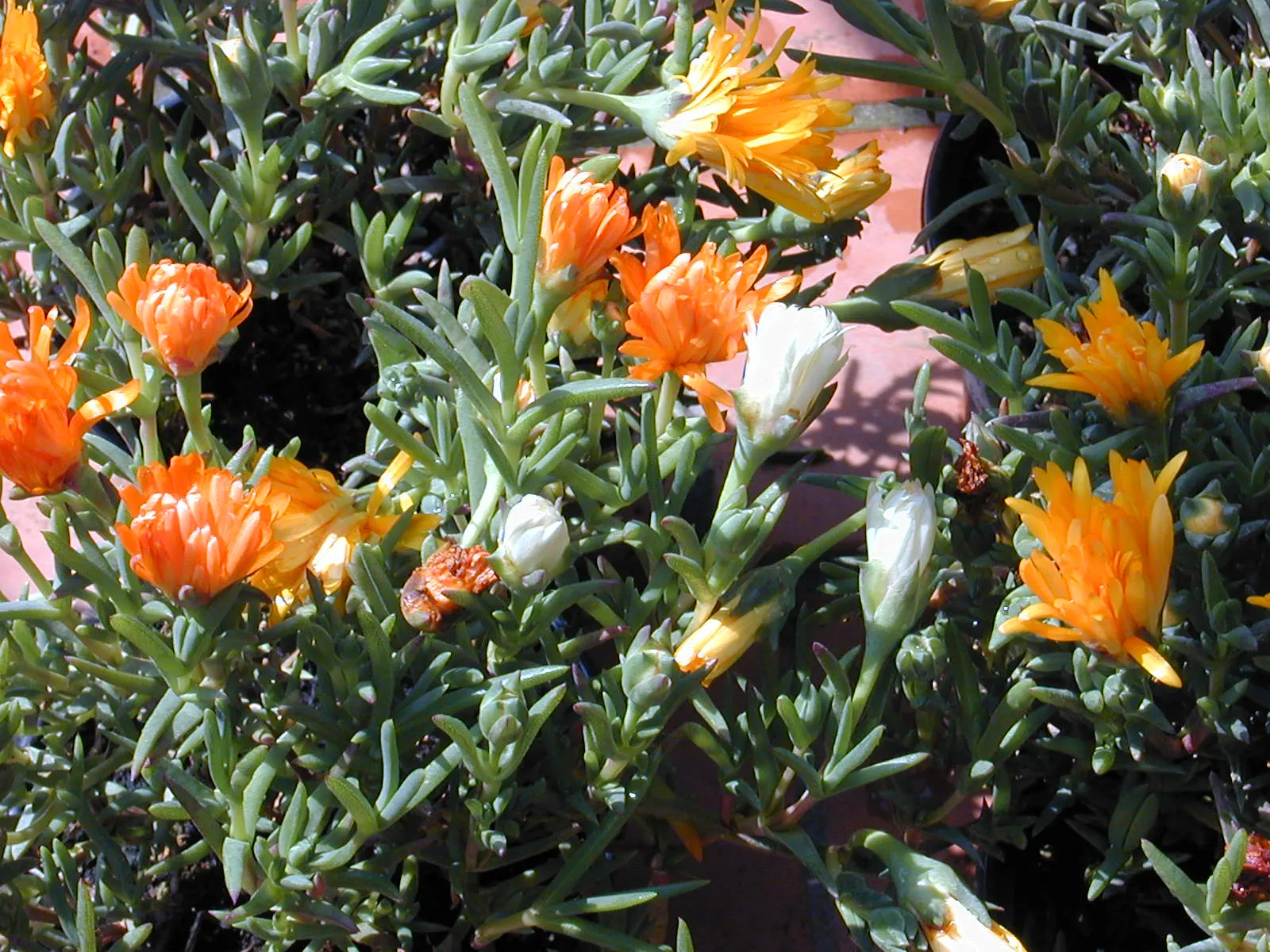 Orange Ice Plant (Lampranthus Aurantiacus) — is a vibrant and resilient succulent that adds a vigorous splash of color to any landscape