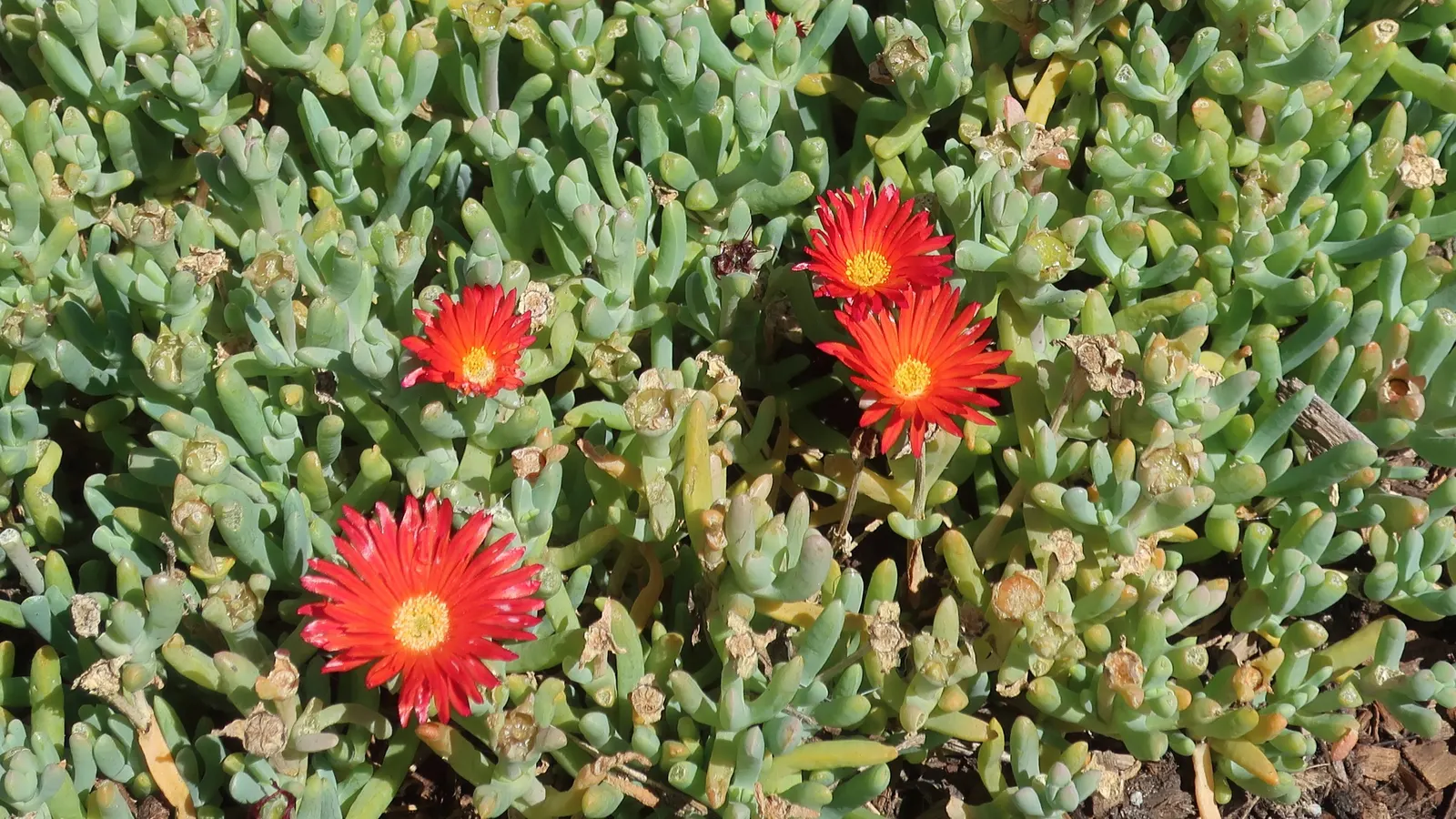 Orange Ice Plant (Lampranthus Aurantiacus) — the Orange Ice Plant is adept at filling in gaps and adding textural interest
