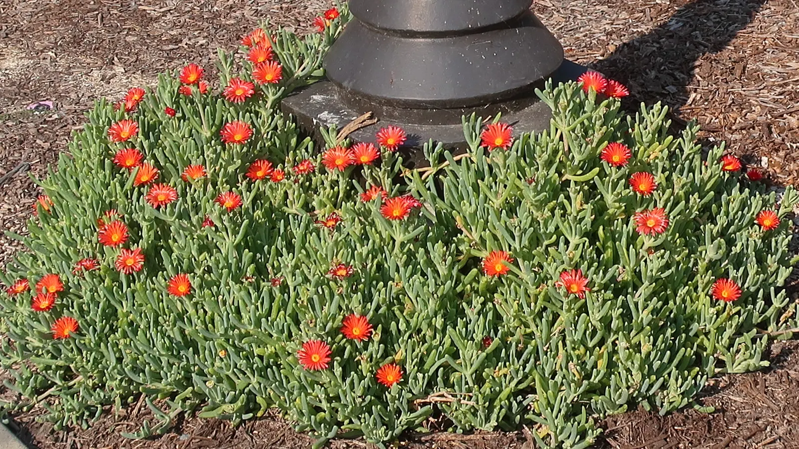 Orange Ice Plant (Lampranthus Aurantiacus) — This groundcover is distinguished by its fleshy