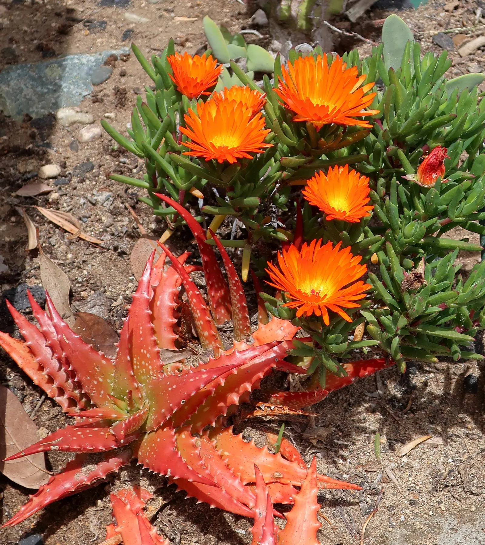 Orange Ice Plant (Lampranthus Aurantiacus) — orange daisy-like flowers spanning up to 2 inches