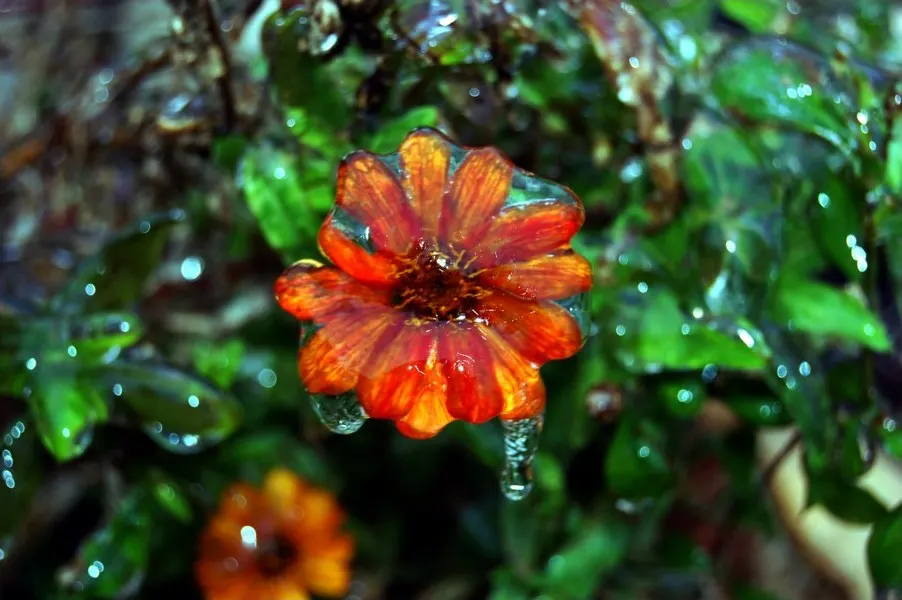 Orange Ice Plant (Lampranthus Aurantiacus) — daisy-like orange flowers