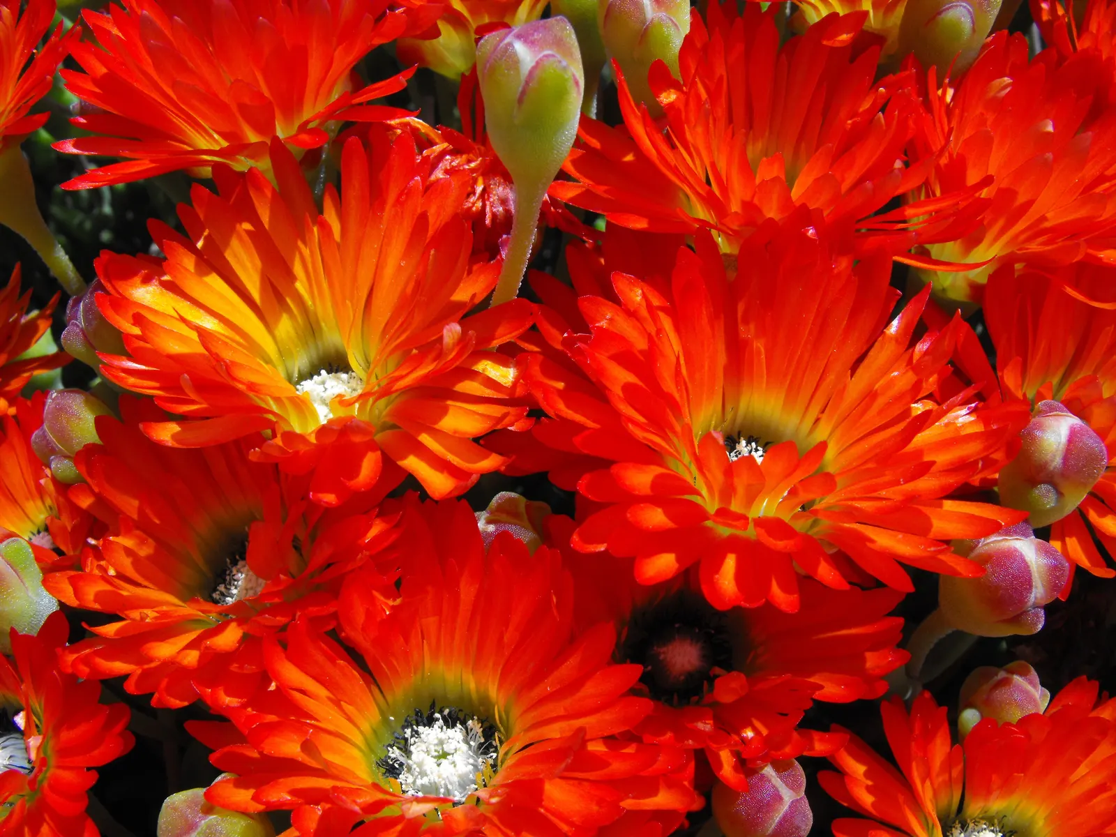 Orange Ice Plant (Lampranthus Aurantiacus) — It demands full sun and well-draining soil, offering drought tolerance once established