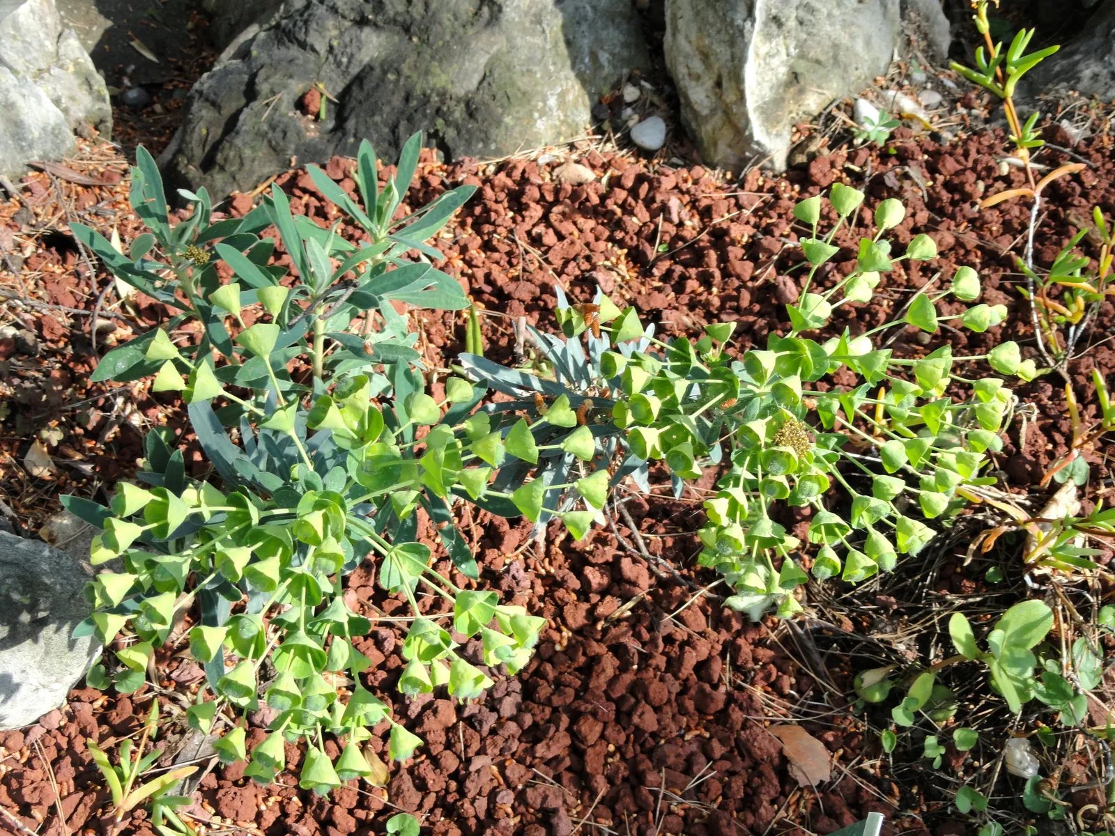 Orange Ice Plant (Lampranthus Aurantiacus) — thriving in USDA zones 9-11