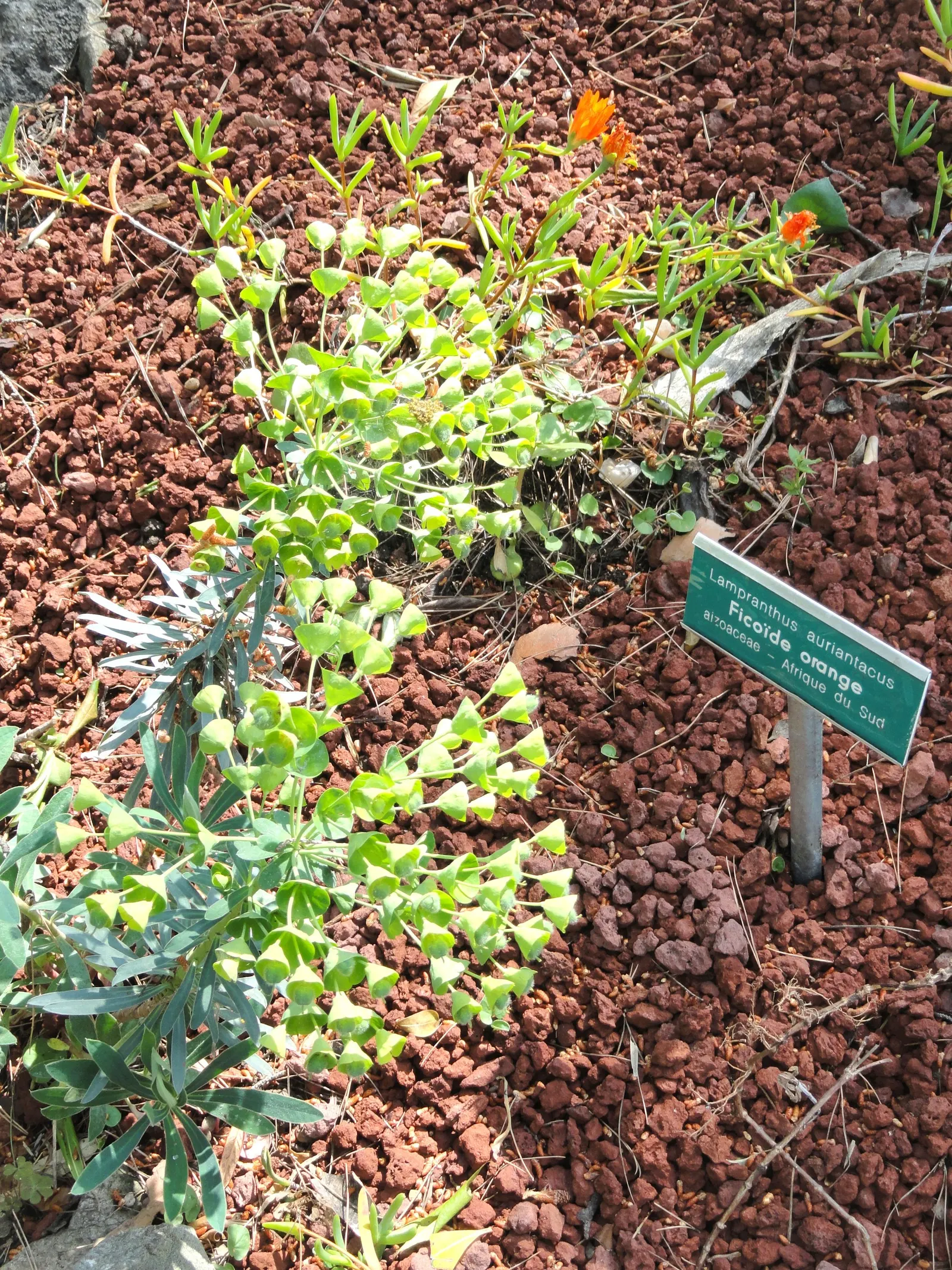 Orange Ice Plant (Lampranthus Aurantiacus) — This succulent groundcover reaches up to 6 inches tall and spreads approximately 24 inches wide