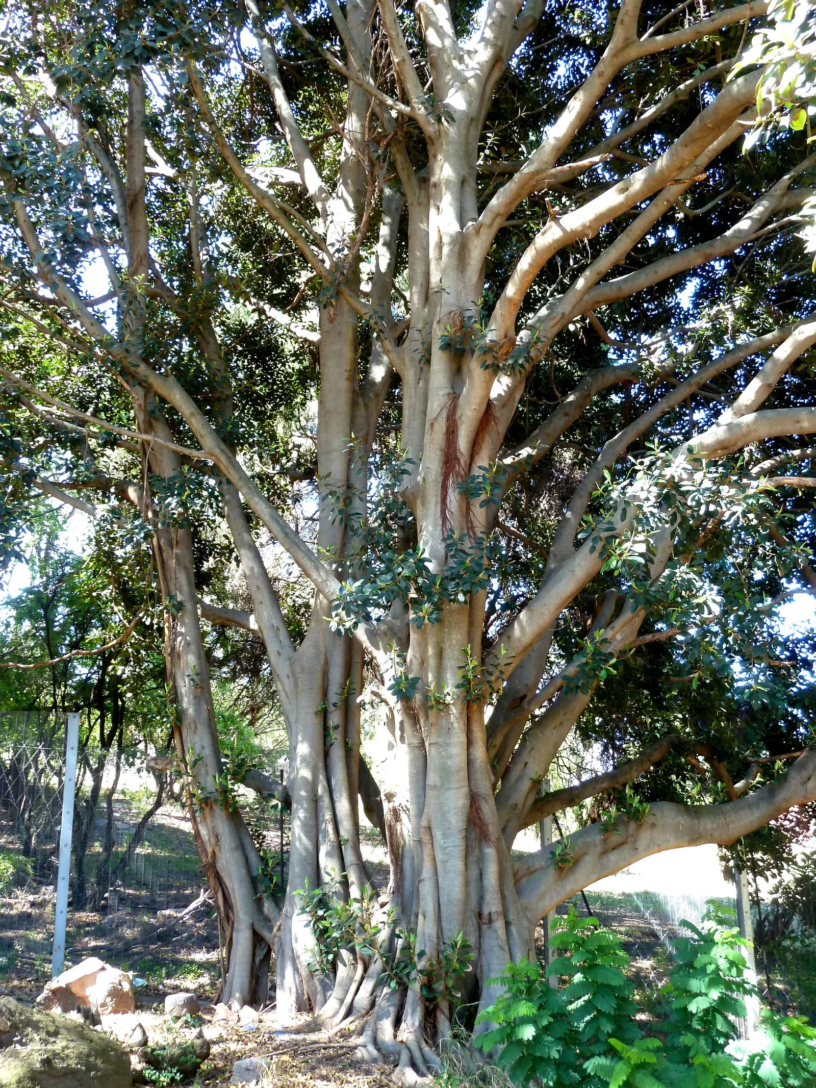 Rusty Leaf Fig (Ficus rubiginosa) — from which the tree derives its common name; this ficus provides ample shade