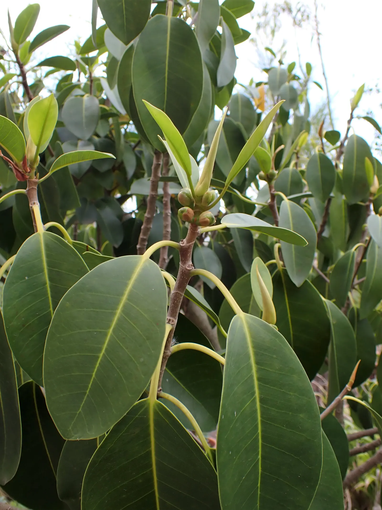 Rusty Leaf Fig (Ficus rubiginosa) — this ficus provides ample shade; its dense canopy and extensive root system make it ideal for large spaces and, image 45