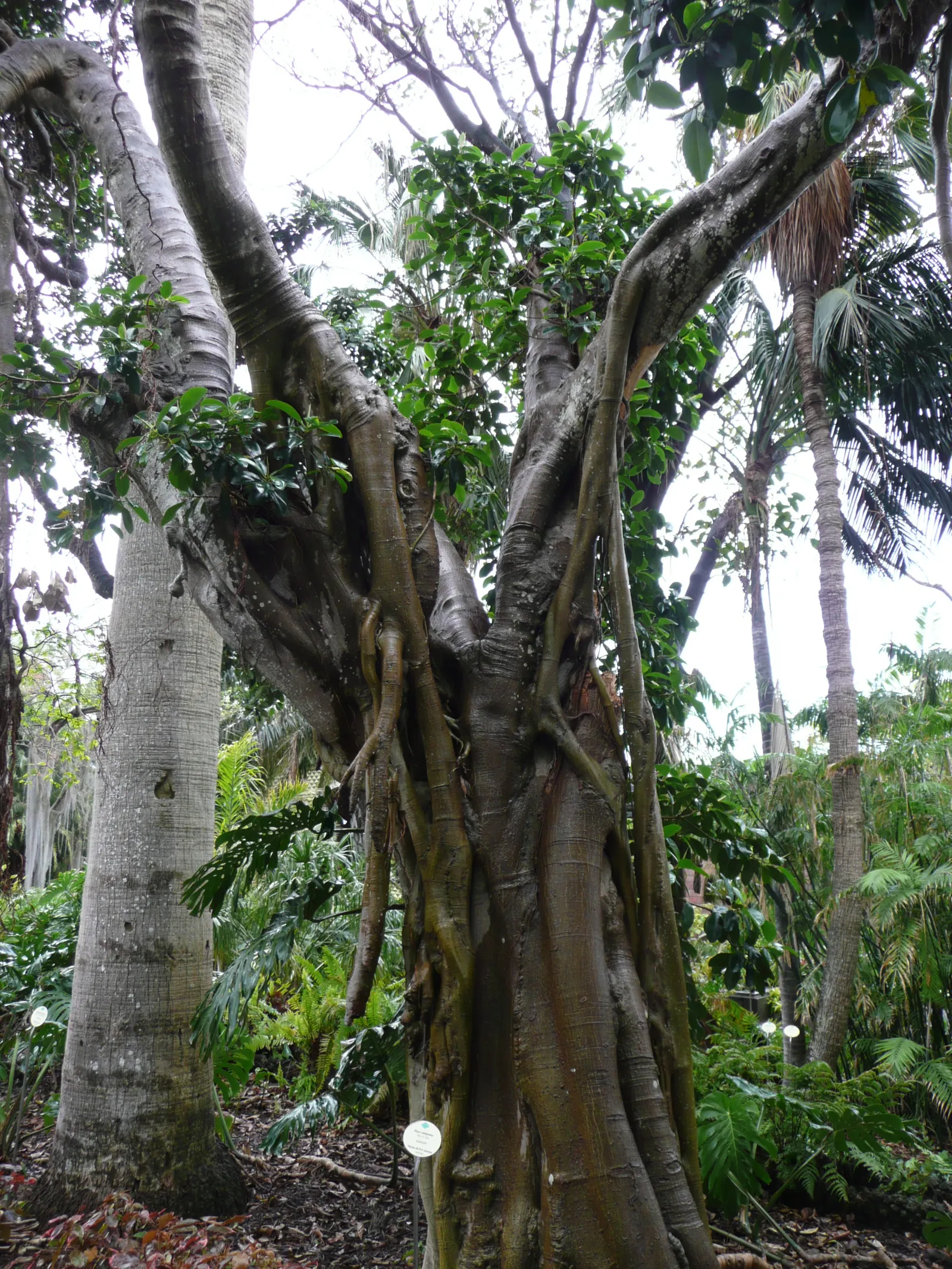 Rusty Leaf Fig (Ficus rubiginosa) — this ficus provides ample shade