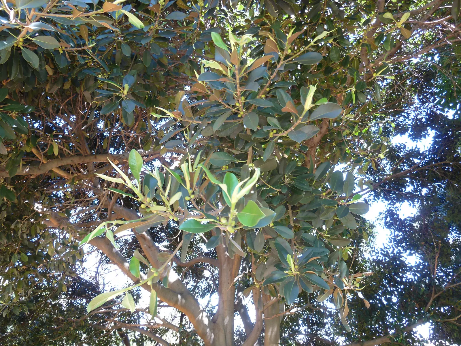 Rusty Leaf Fig (Ficus rubiginosa) — typically reaching 30-50 ft in height when mature