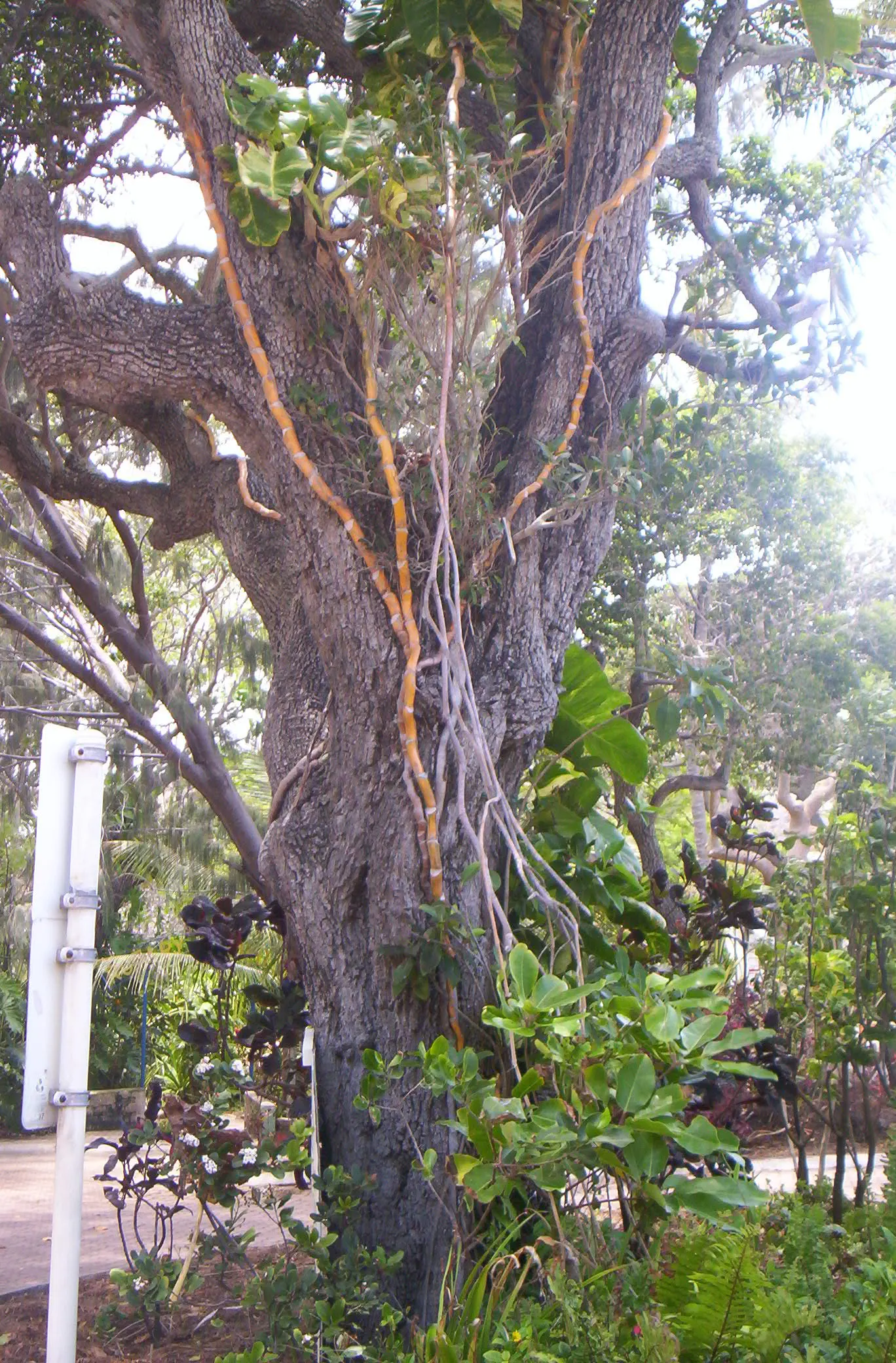 Rusty Leaf Fig (Ficus rubiginosa) — making it an excellent choice for larger gardens or parks; full sun to partial shade conditions are ideal, image 46