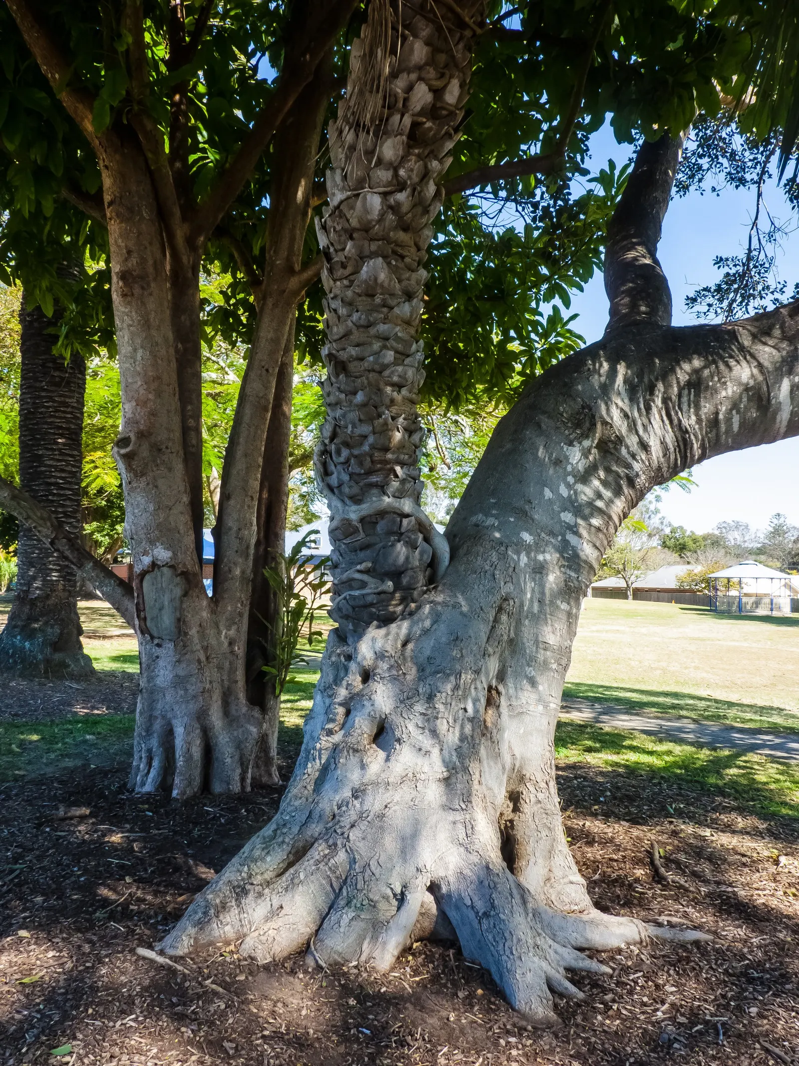Rusty Leaf Fig (Ficus rubiginosa) — full sun to partial shade conditions are ideal; take care to position it where its vigorous root system will, image 49