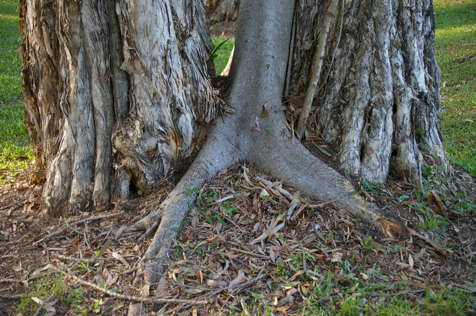 Rusty Leaf Fig (Ficus rubiginosa) — which is ideal for clients looking for both flexibility and low maintenance in their landscape