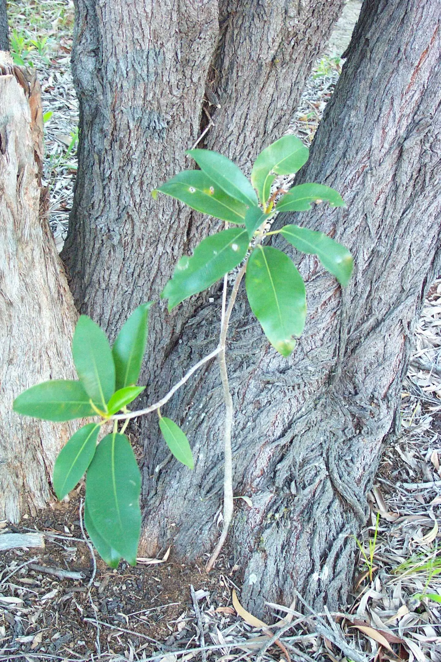 Rusty Leaf Fig (Ficus rubiginosa) — take care to position it where its vigorous root system will not disrupt nearby hardscapes or foundations