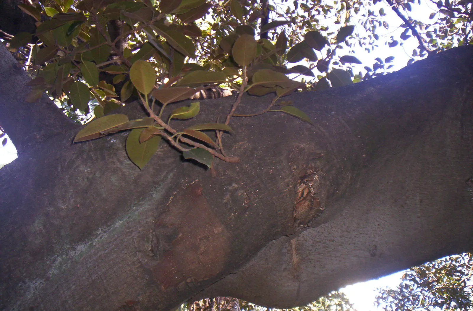 Rusty Leaf Fig (Ficus rubiginosa) — is a robust evergreen tree that can provide both shade and aesthetic appeal to your landscape design; which is, image 44