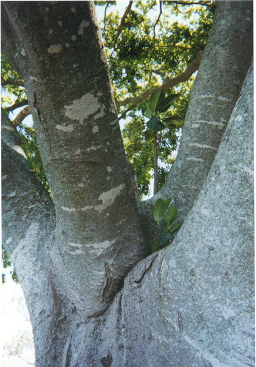 Rusty Leaf Fig (Ficus rubiginosa) — this ficus provides ample shade; its dense canopy and extensive root system make it ideal for large spaces and screening