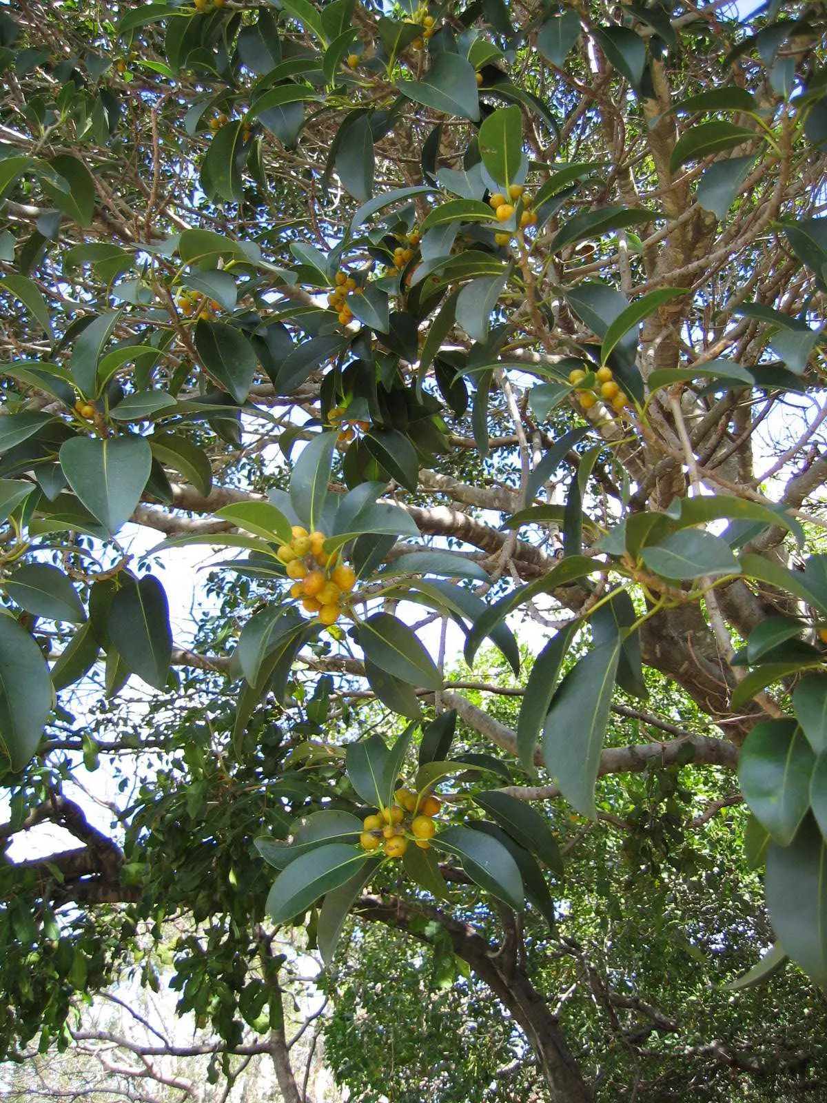 Rusty Leaf Fig (Ficus rubiginosa) — full sun to partial shade conditions are ideal; take care to position it where its vigorous root system will not disrupt
