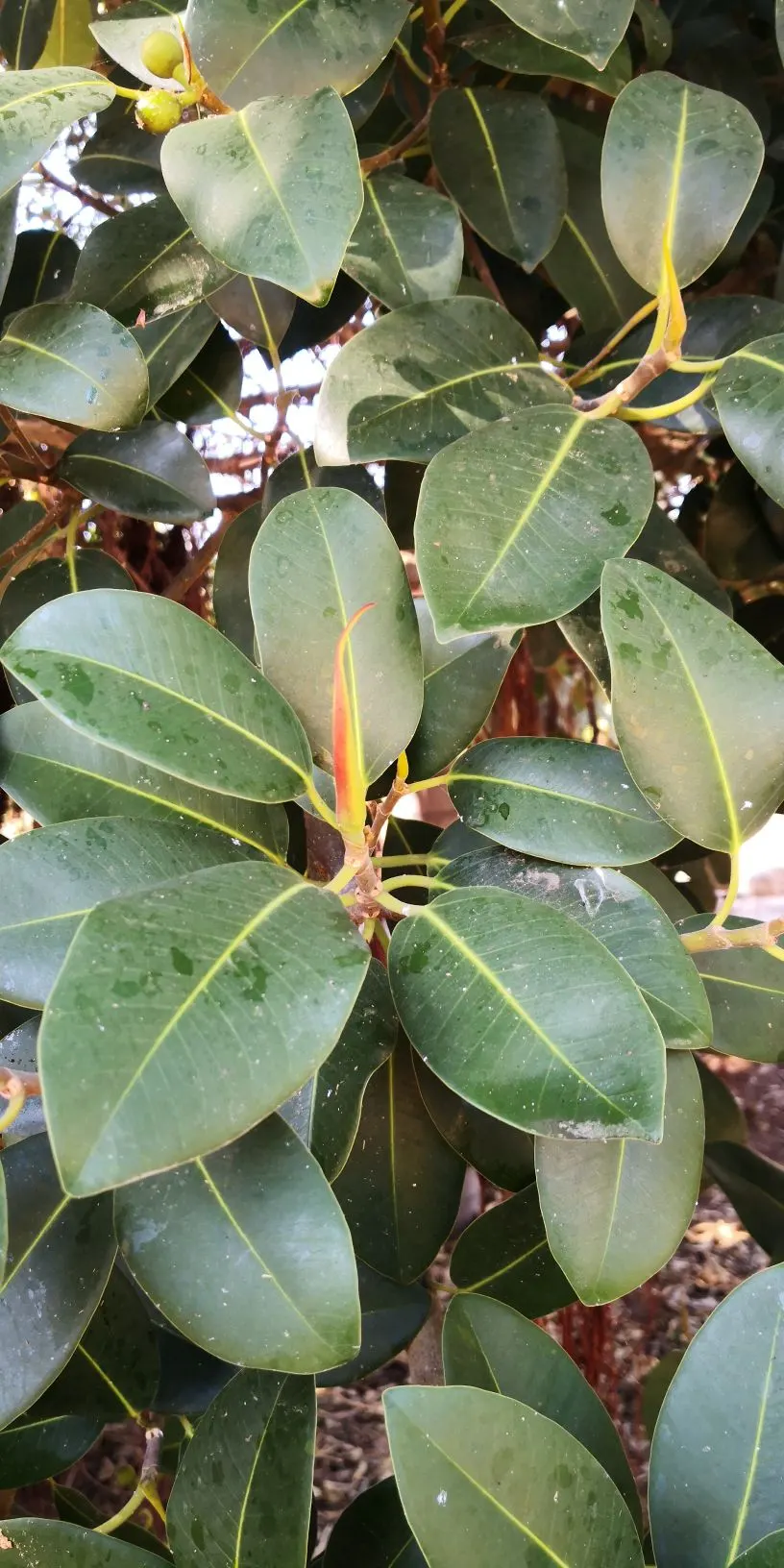 Rusty Leaf Fig (Ficus rubiginosa) — It's recognized for its oval, leathery leaves with a rusty underside