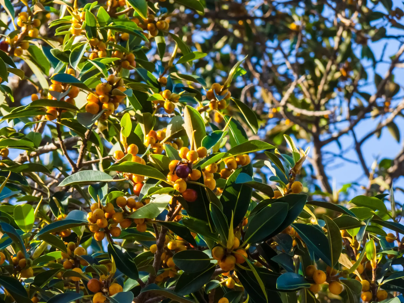 Rusty Leaf Fig (Ficus rubiginosa) — along with well-draining soil