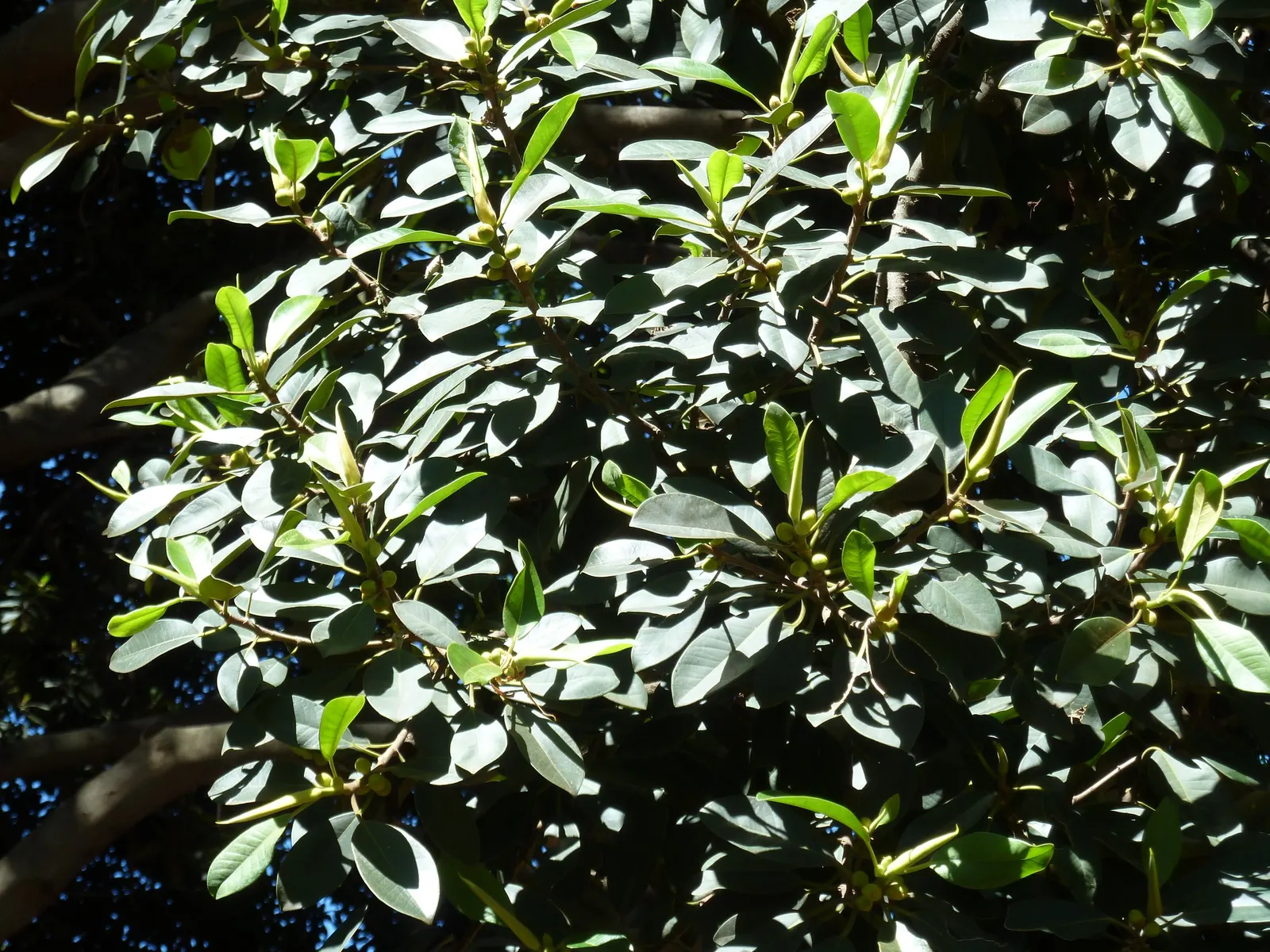 Rusty Leaf Fig (Ficus rubiginosa) — tree for full or half