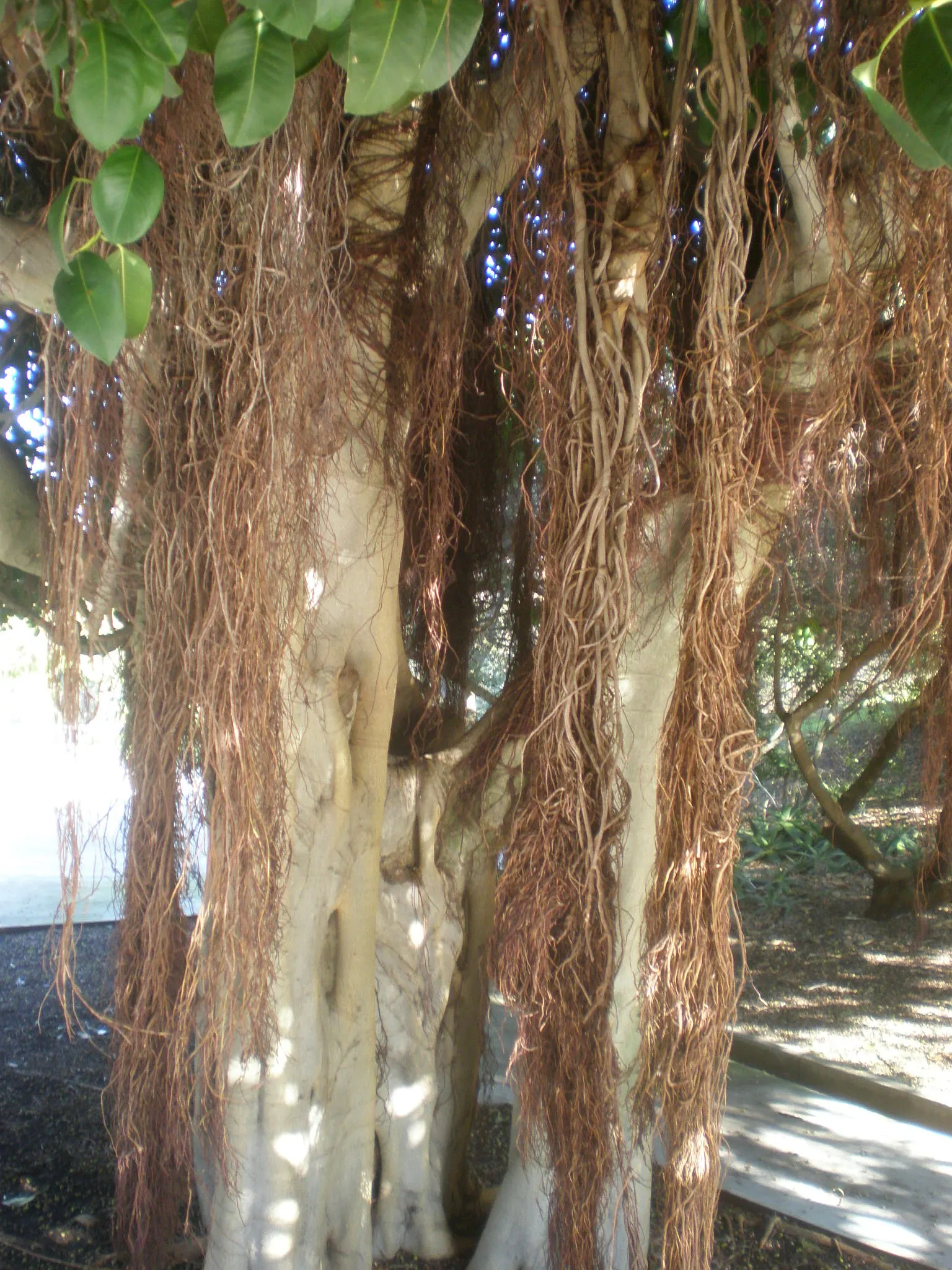 Rusty Leaf Fig (Ficus rubiginosa) — is a robust evergreen tree that can provide both shade and aesthetic appeal to your landscape design; which is ideal for